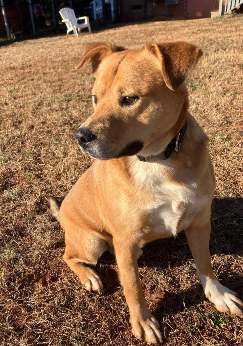 Enlarge Bear, a ADOPTABLE mixed breed in Pelzer, SC image 5/5