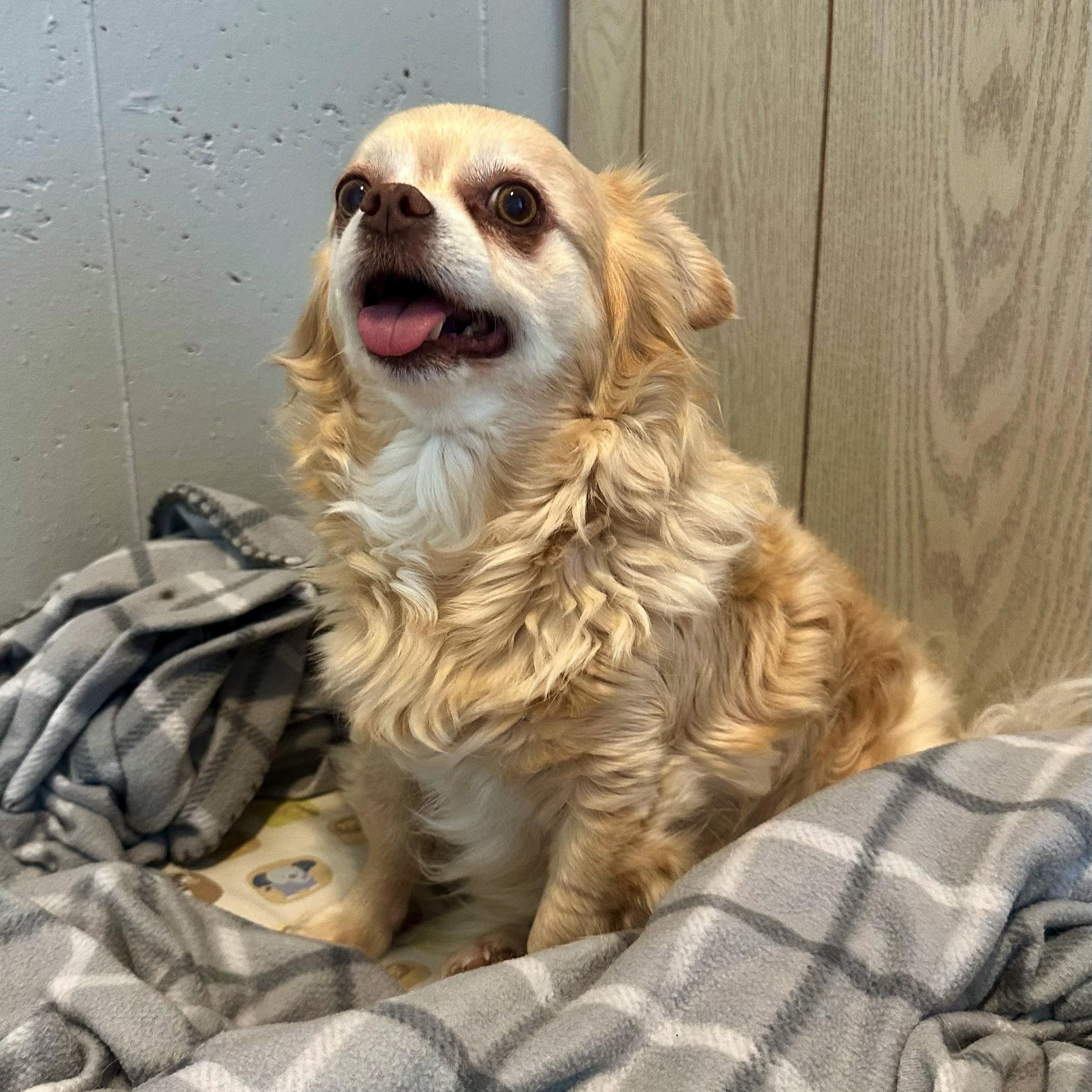 Enlarge BeBe, a Adoptable mixed breed in High Ridge, MO image 3/4