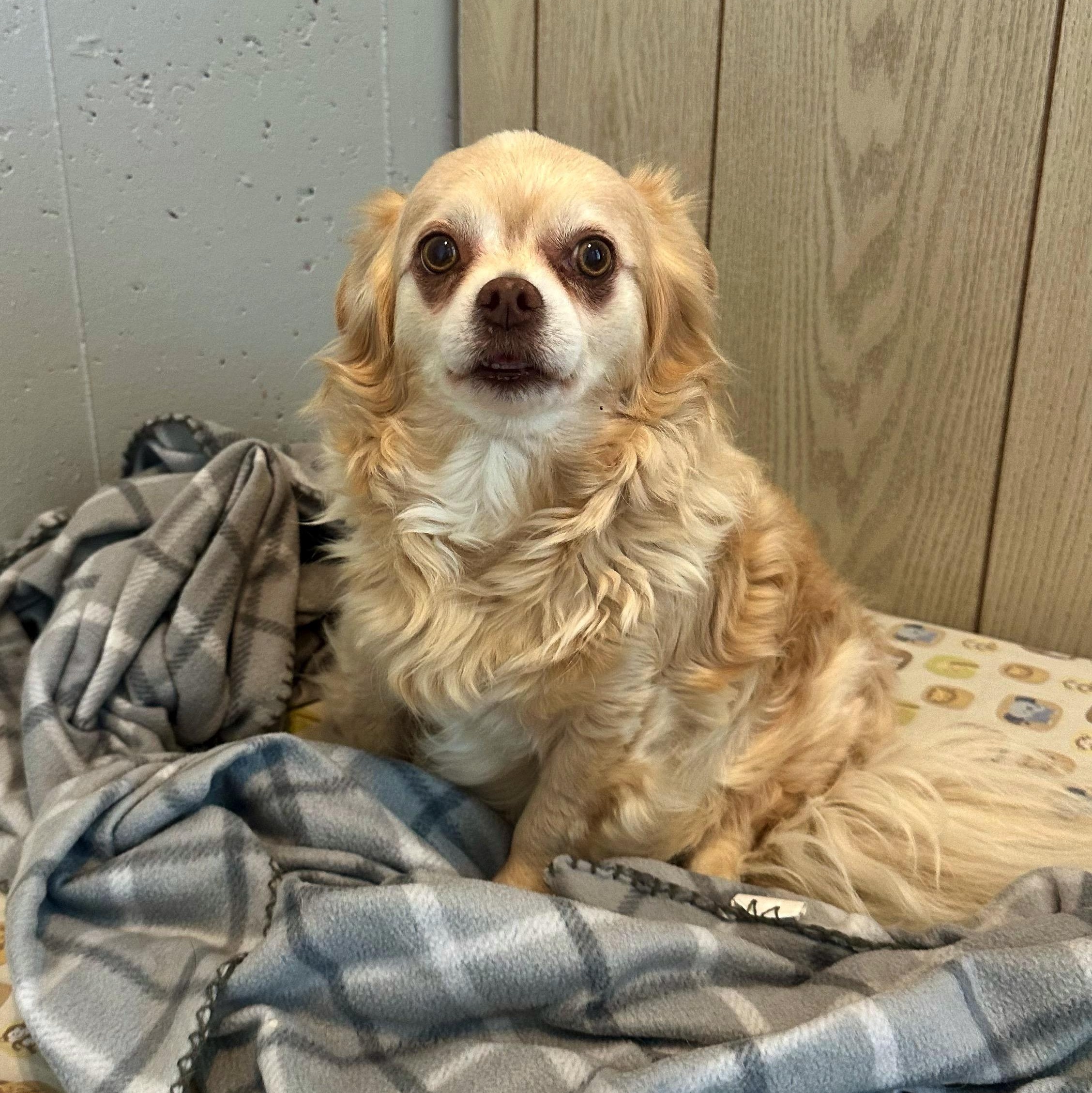 BeBe, Adoptable, Adult Female Chihuahua & Dachshund.