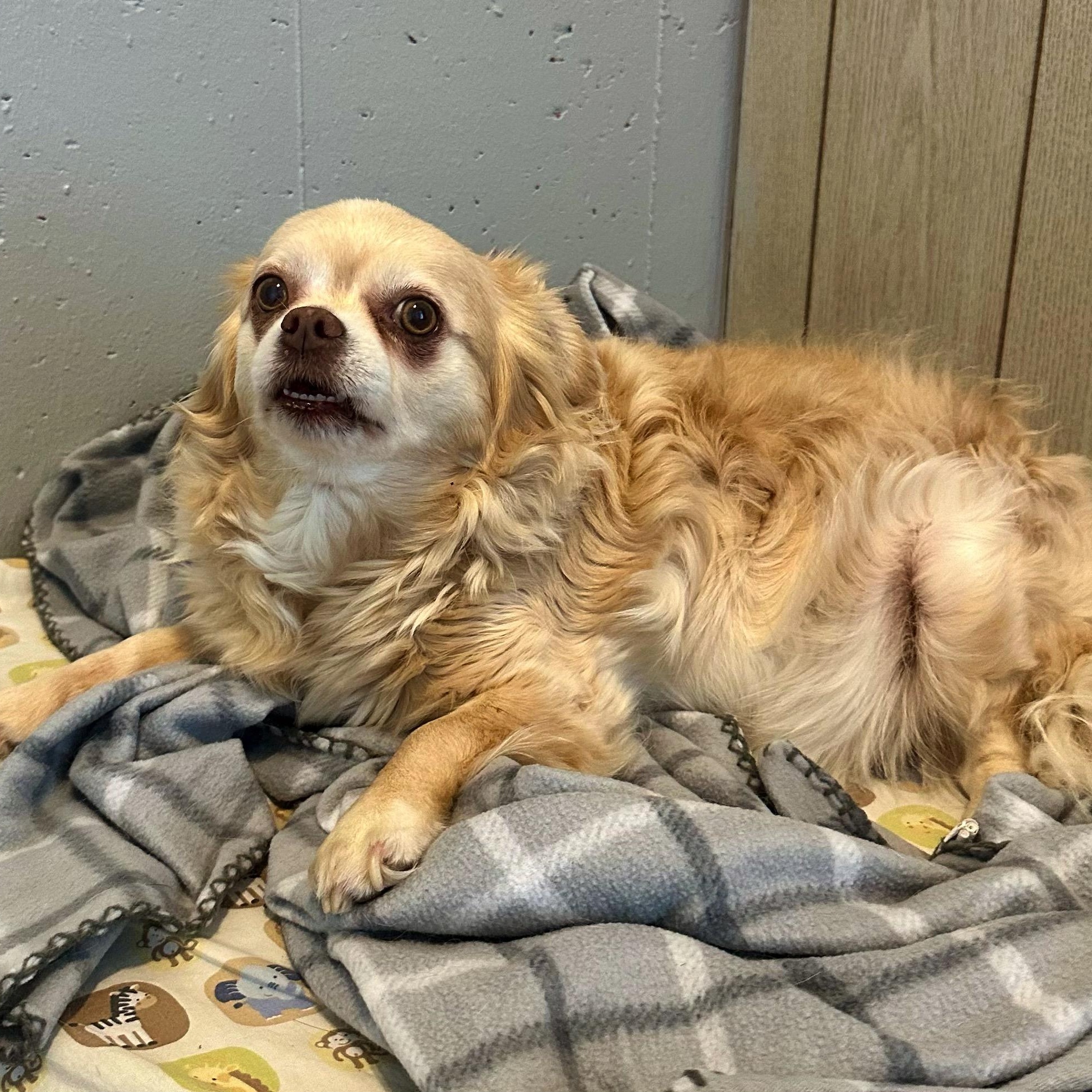 Enlarge BeBe, a Adoptable mixed breed in High Ridge, MO image 4/4