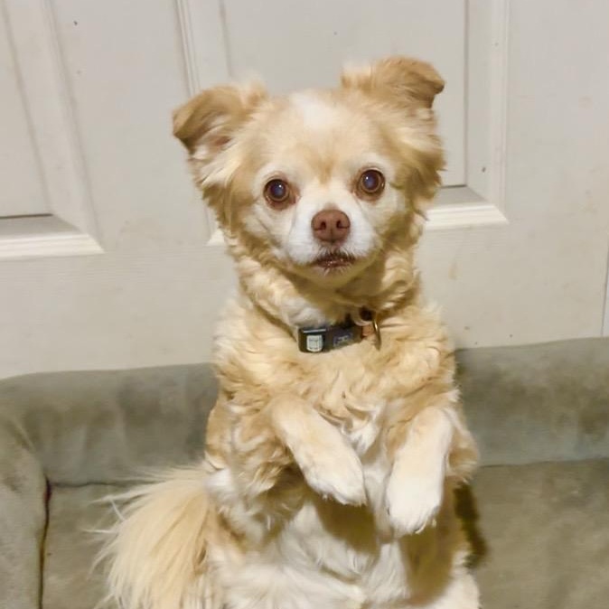 Enlarge BeBe, a Adoptable mixed breed in High Ridge, MO image 2/4