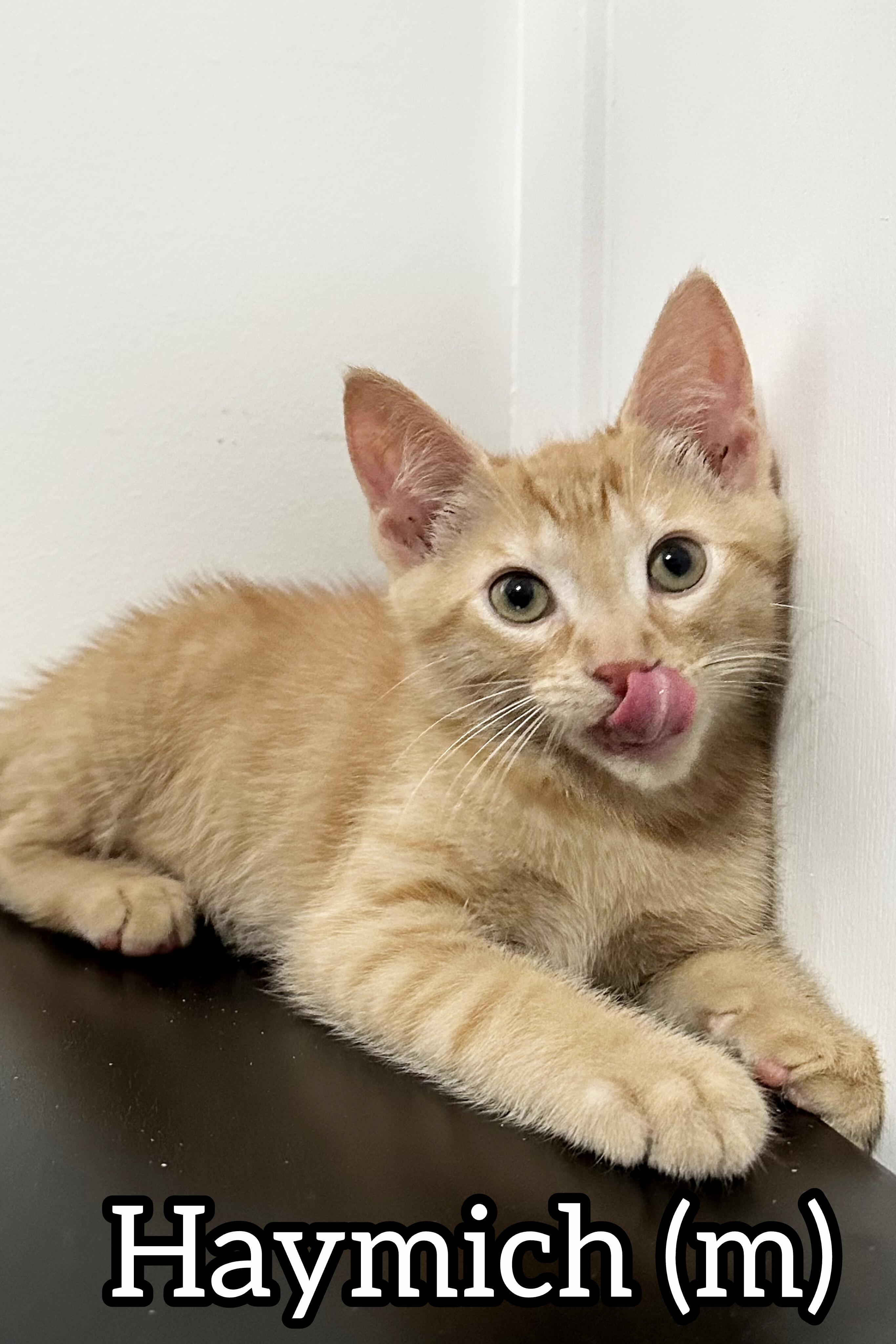 Pre-Adoption: Haymich, adoptable, Kitten Male Domestic Short Hair.