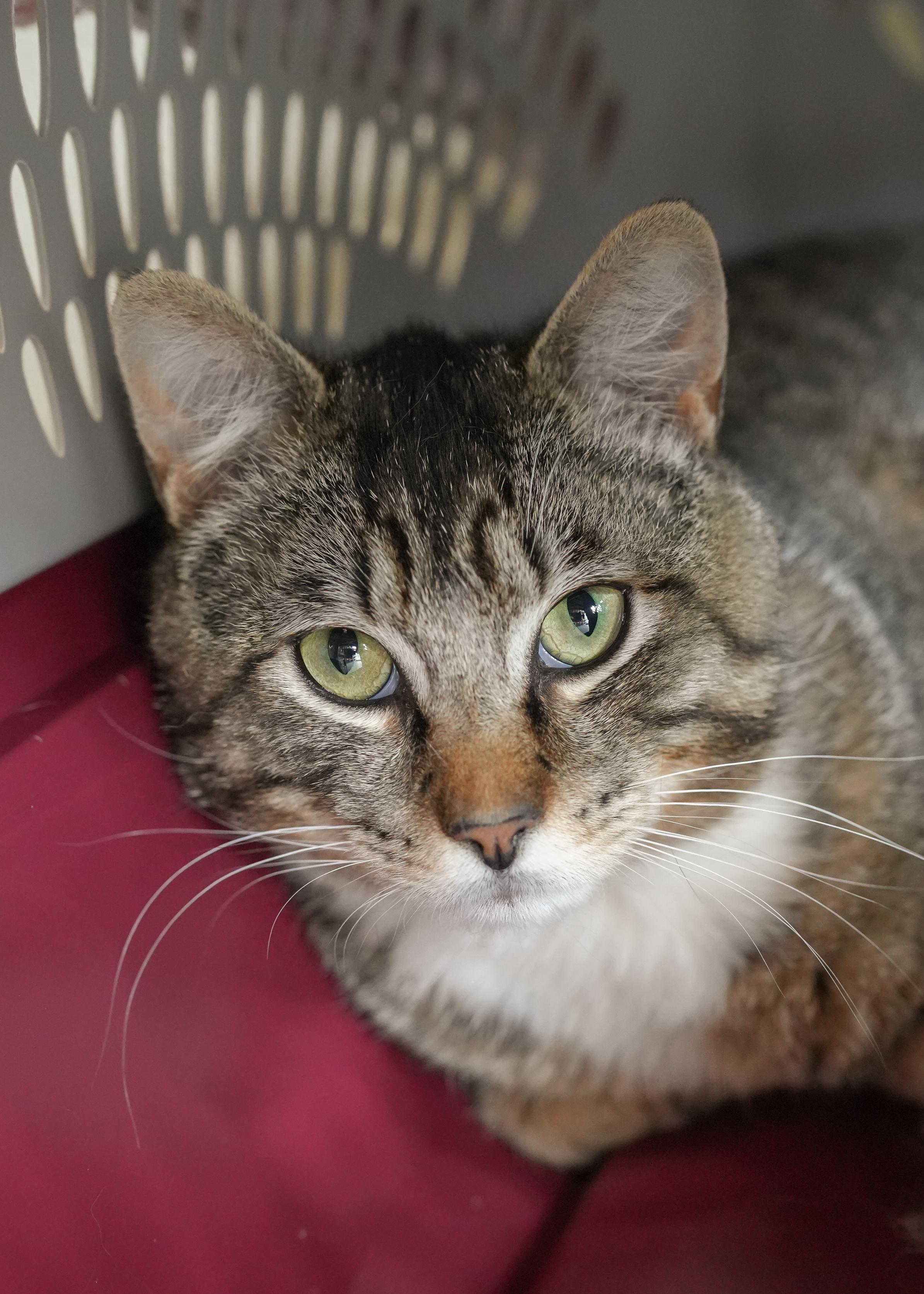 Casanova, an adoptable Domestic Short Hair in Boise, ID, 83709 | Photo Image 3