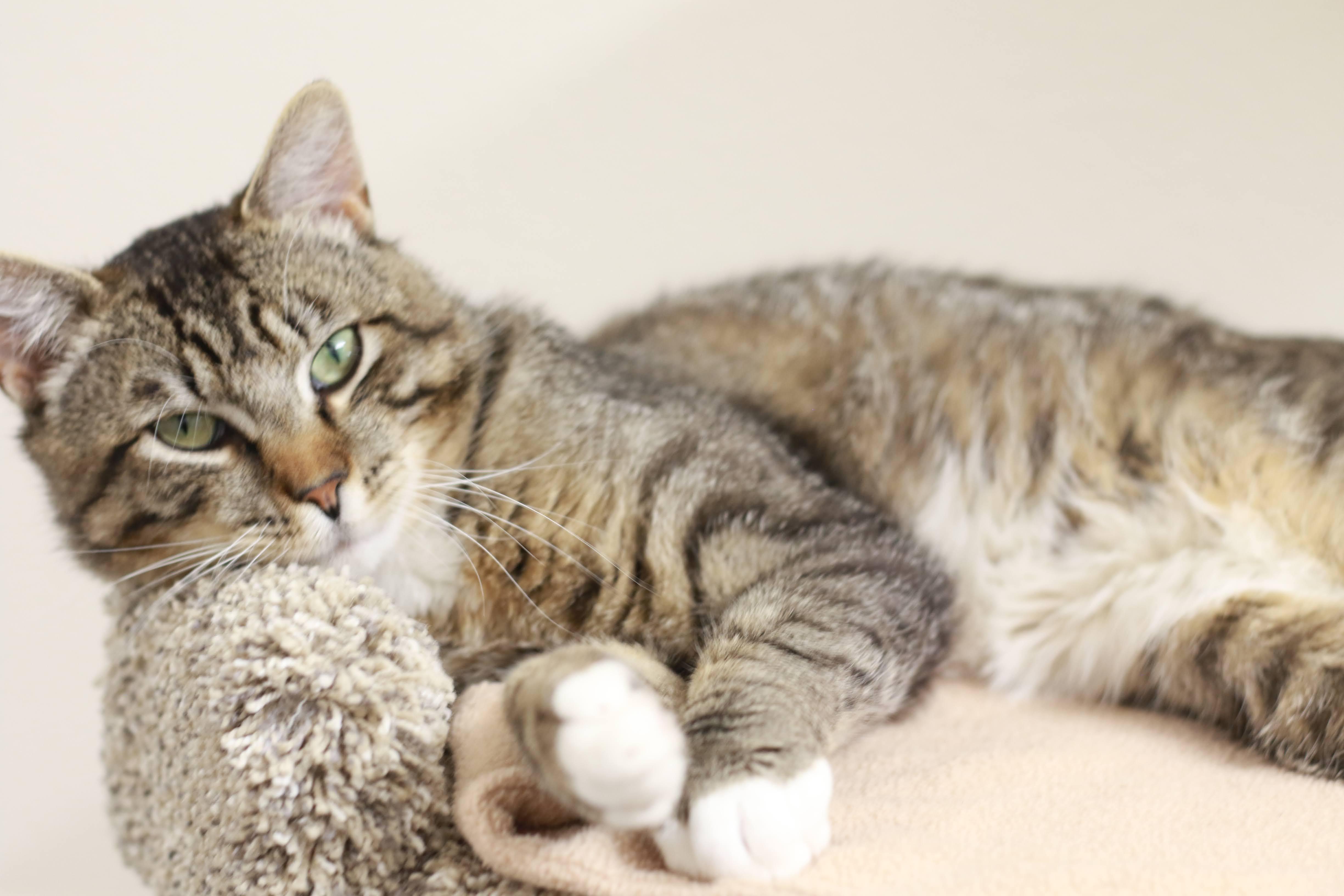 Casanova, an adoptable Domestic Short Hair in Boise, ID, 83709 | Photo Image 1
