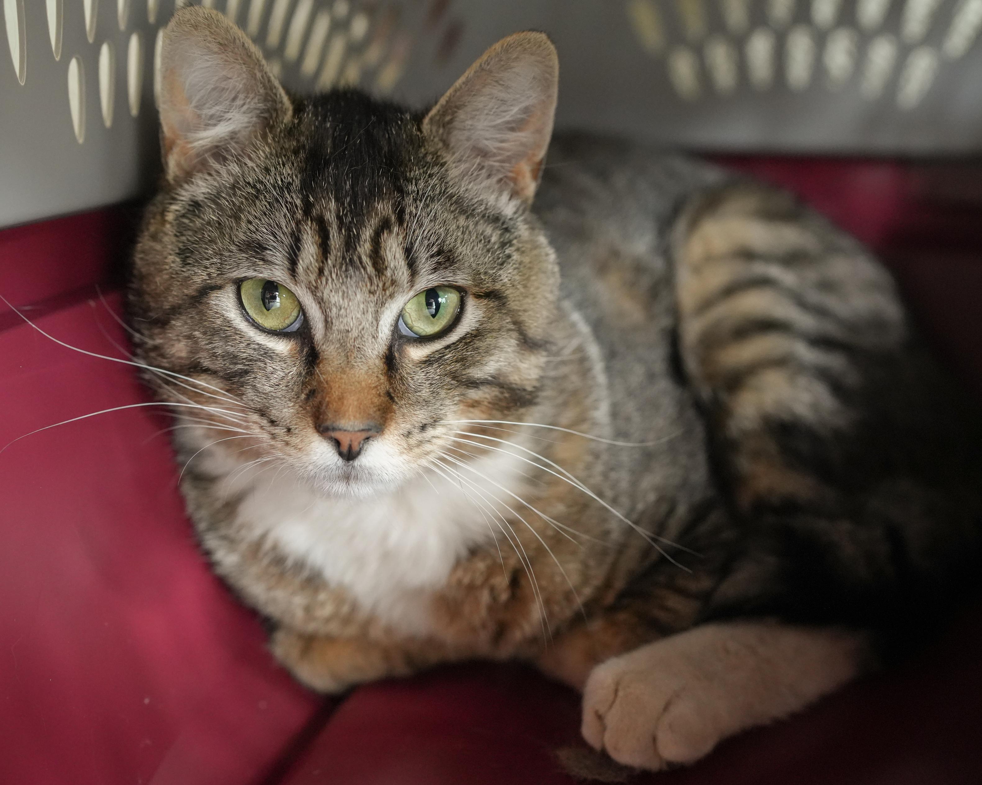 Casanova, an adoptable Domestic Short Hair in Boise, ID, 83709 | Photo Image 4