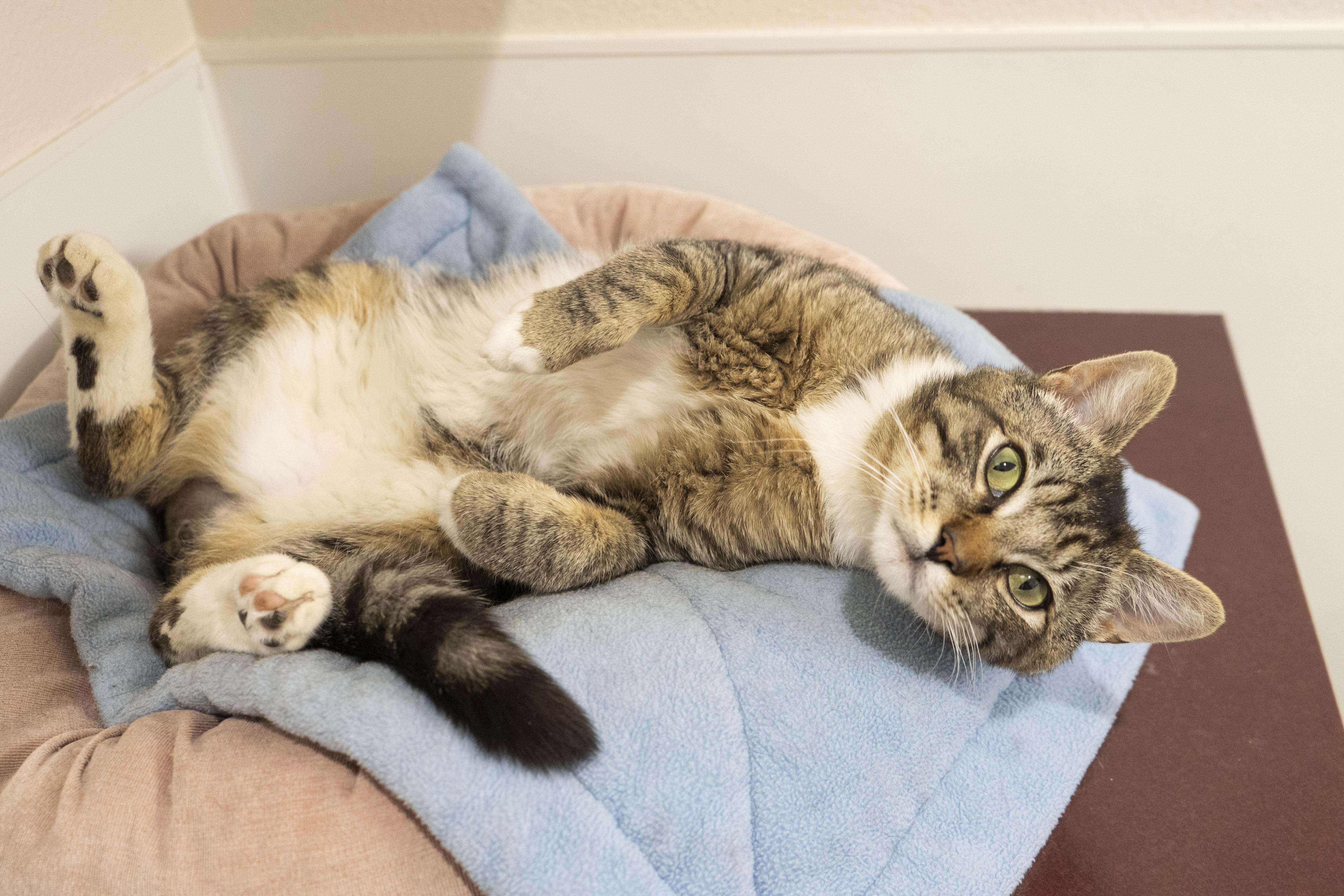 Casanova, an adoptable Domestic Short Hair in Boise, ID, 83709 | Photo Image 2