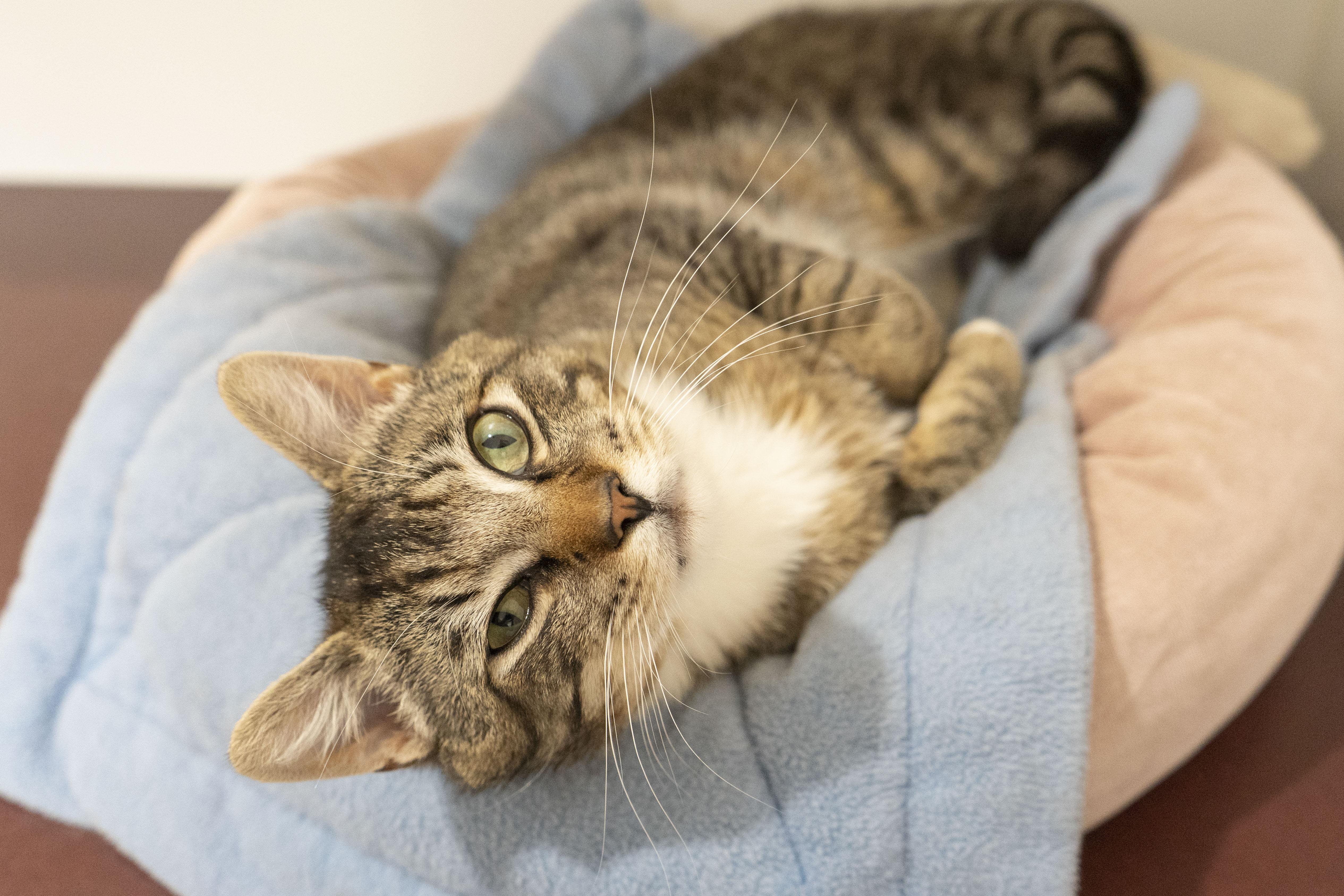 Casanova, an adoptable Domestic Short Hair in Boise, ID, 83709 | Photo Image 2