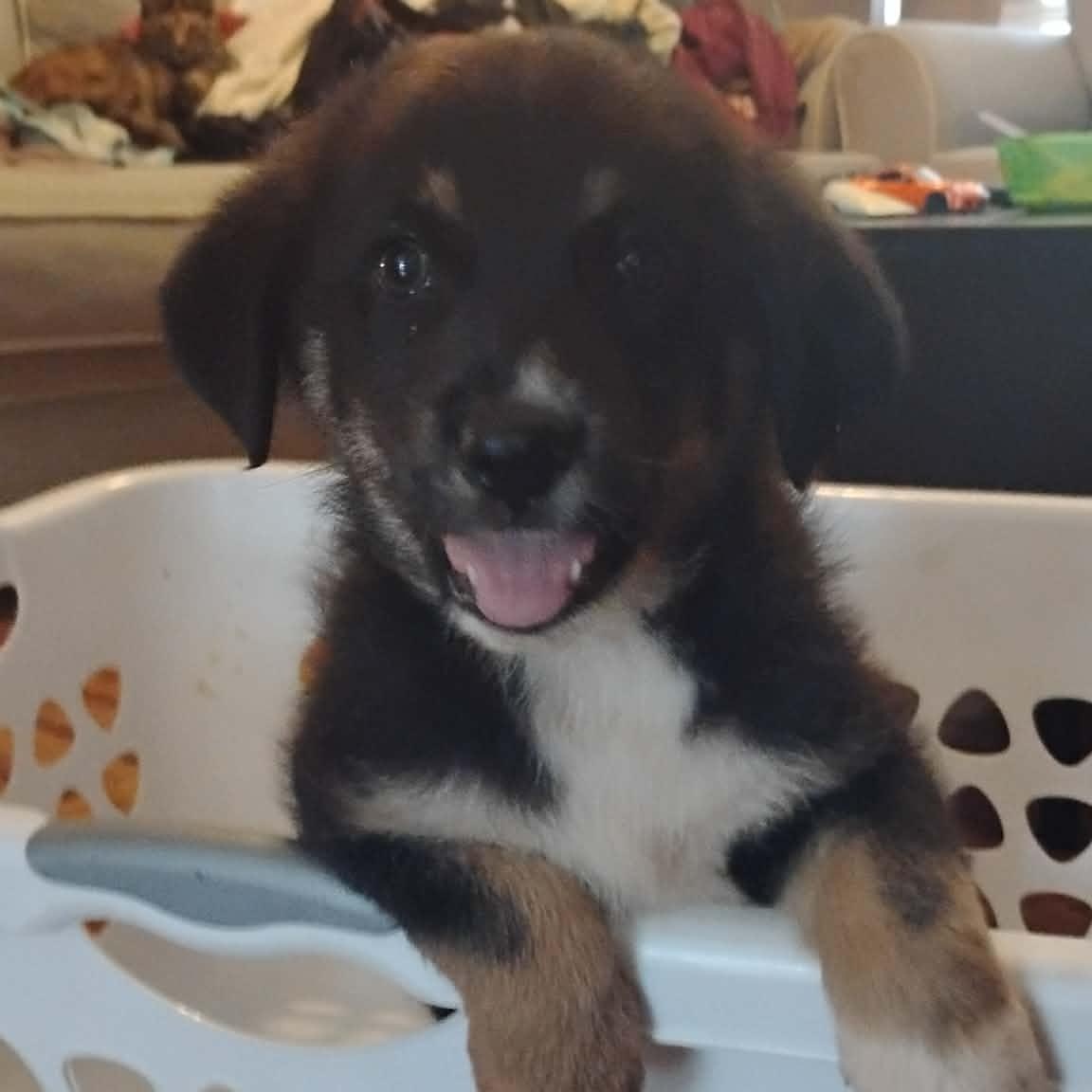 Enlarge LOUIS - ARRIVING IN MAINE JUNE 13TH, a ADOPTABLE mixed breed in Berwick, ME image 2/5