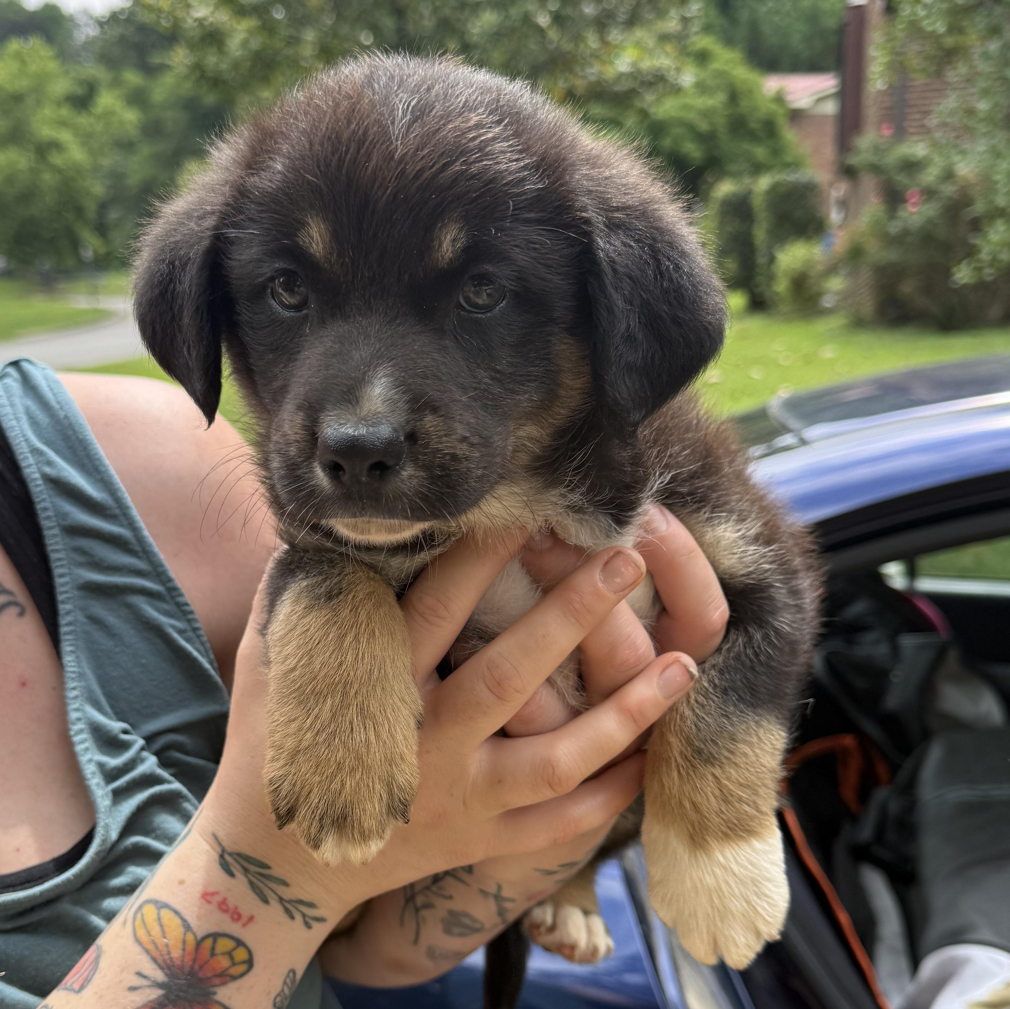Enlarge LOUIS - ARRIVING IN MAINE JUNE 13TH, a ADOPTABLE mixed breed in Berwick, ME image 1/5