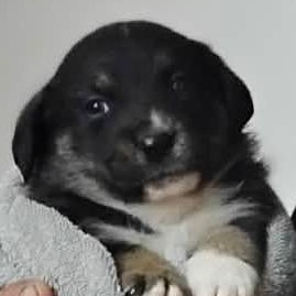 Enlarge LOUIS - ARRIVING IN MAINE JUNE 13TH, a ADOPTABLE mixed breed in Berwick, ME image 3/5
