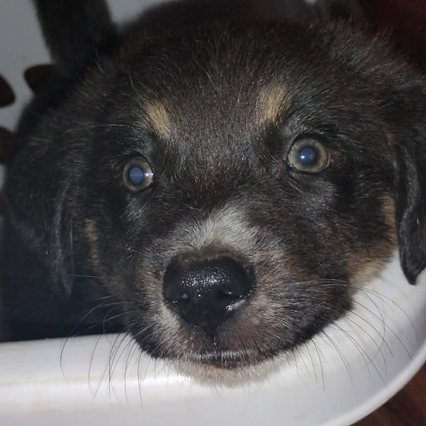 Enlarge LOUIS - ARRIVING IN MAINE JUNE 13TH, a ADOPTABLE mixed breed in Berwick, ME image 4/5