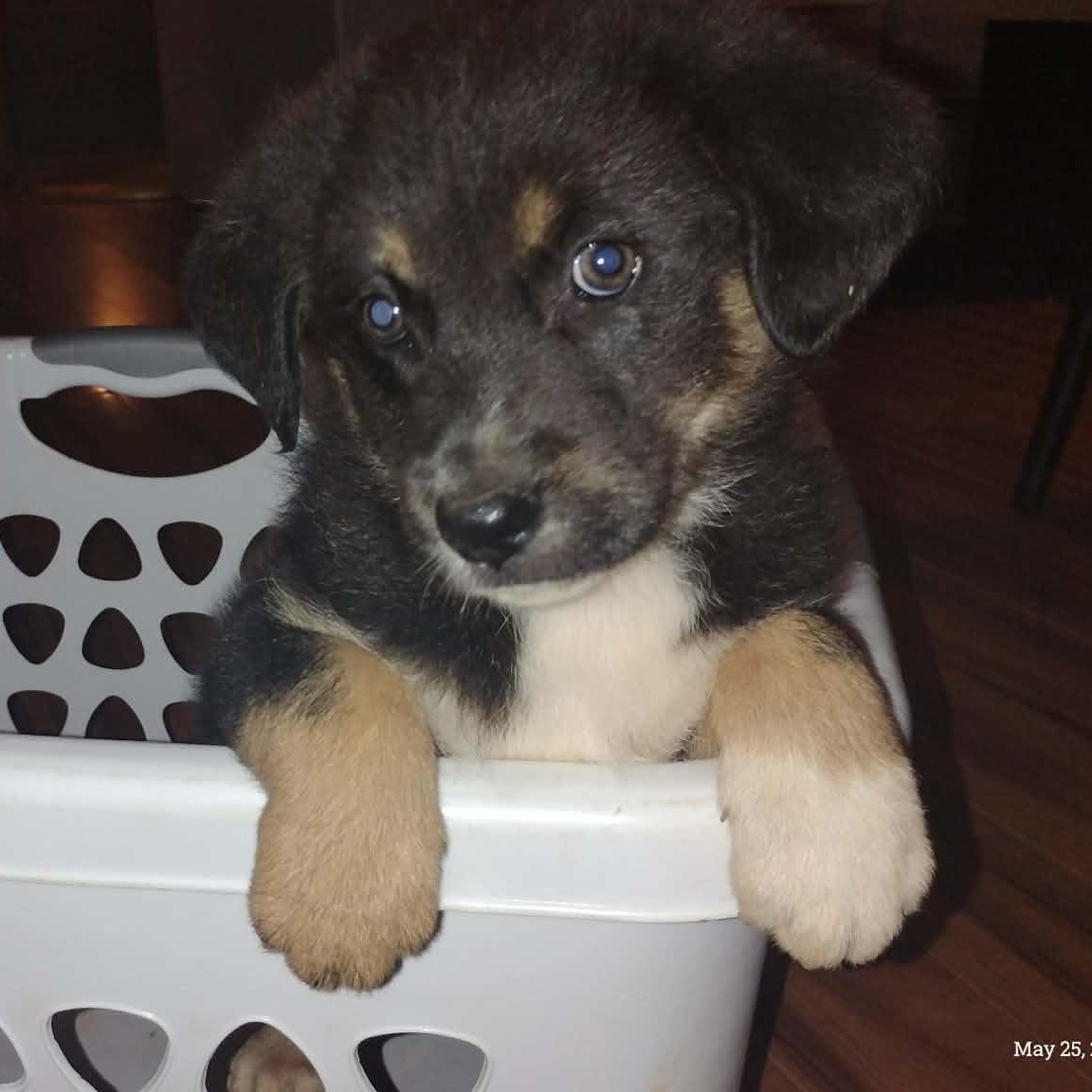Enlarge LOUIS - ARRIVING IN MAINE JUNE 13TH, a ADOPTABLE mixed breed in Berwick, ME image 5/5
