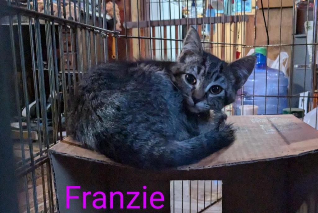Franzie, Adopted, Young Female Domestic Short Hair.