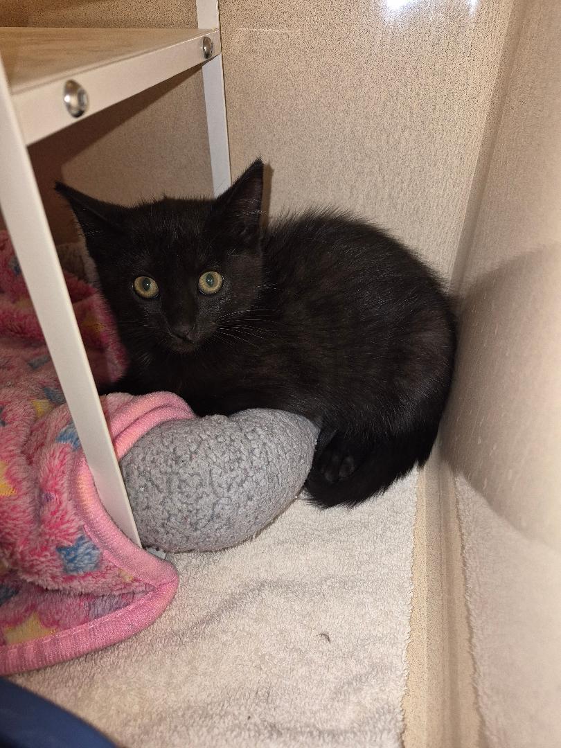 Stray, a ADOPTABLE Domestic Short Hair in Hays, KS image 2/6