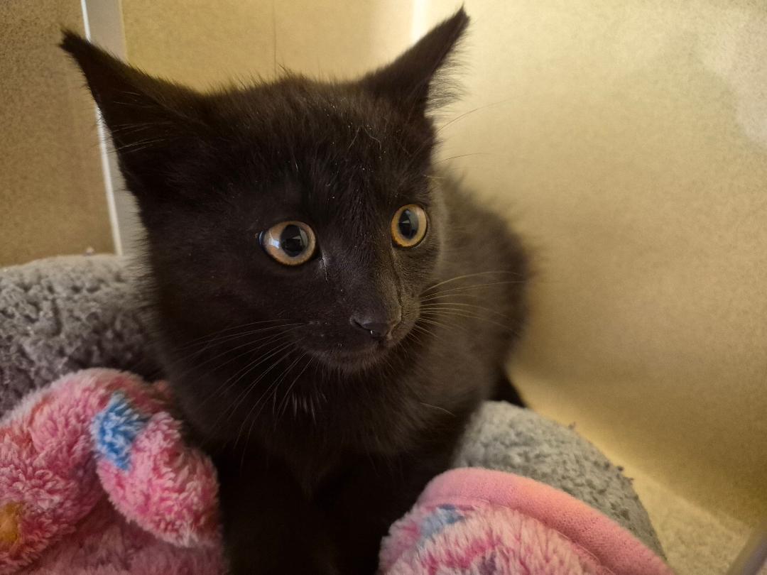 Stray, a ADOPTABLE Domestic Short Hair in Hays, KS image 5/6