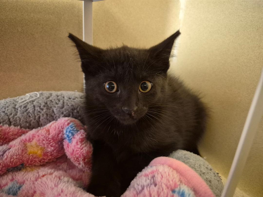 Stray, a ADOPTABLE Domestic Short Hair in Hays, KS image 3/6