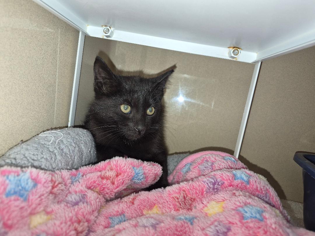 Stray, a ADOPTABLE Domestic Short Hair in Hays, KS image 4/6