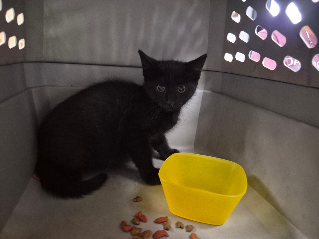 Stray, a ADOPTABLE Domestic Short Hair in Hays, KS image 6/6