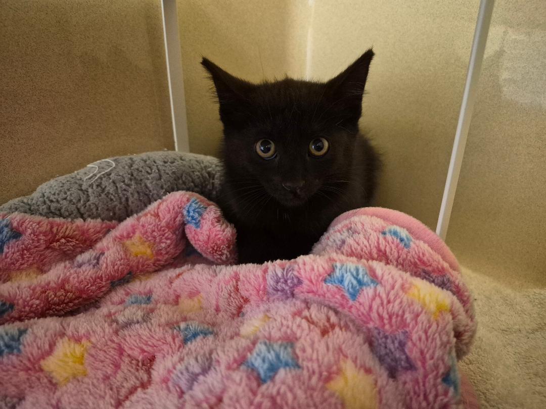 Stray, ADOPTABLE, Kitten Female Domestic Short Hair.