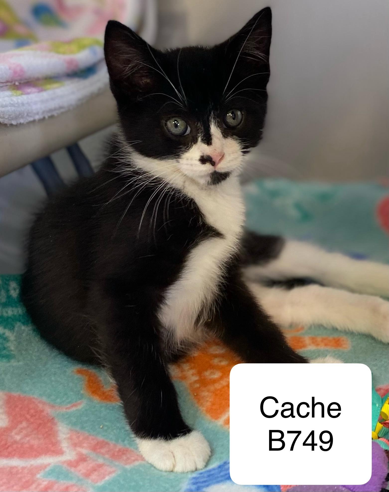 Cache