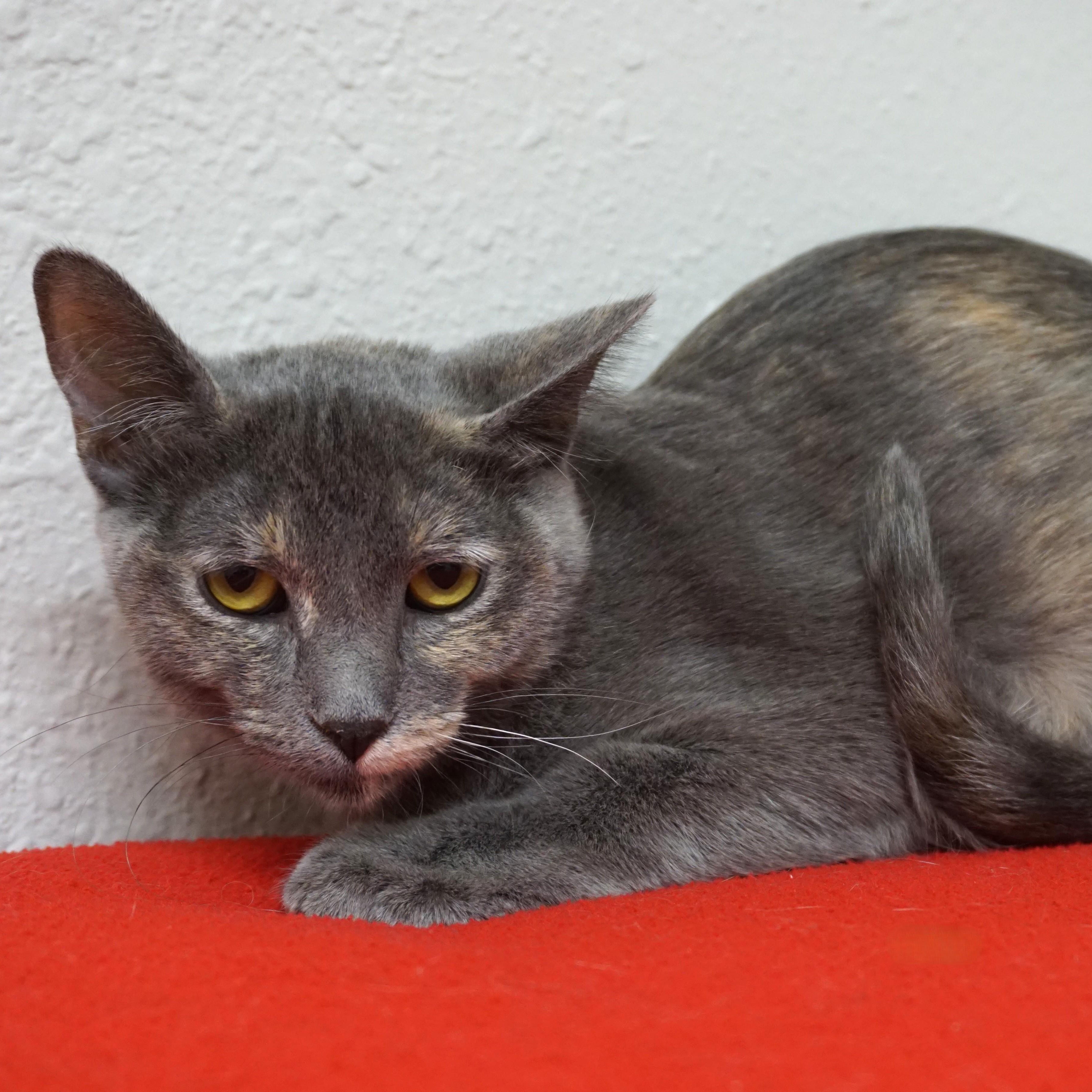 Enlarge Madelyn, an adopted Domestic Short Hair in Fountain Hills, AZ image 1/3