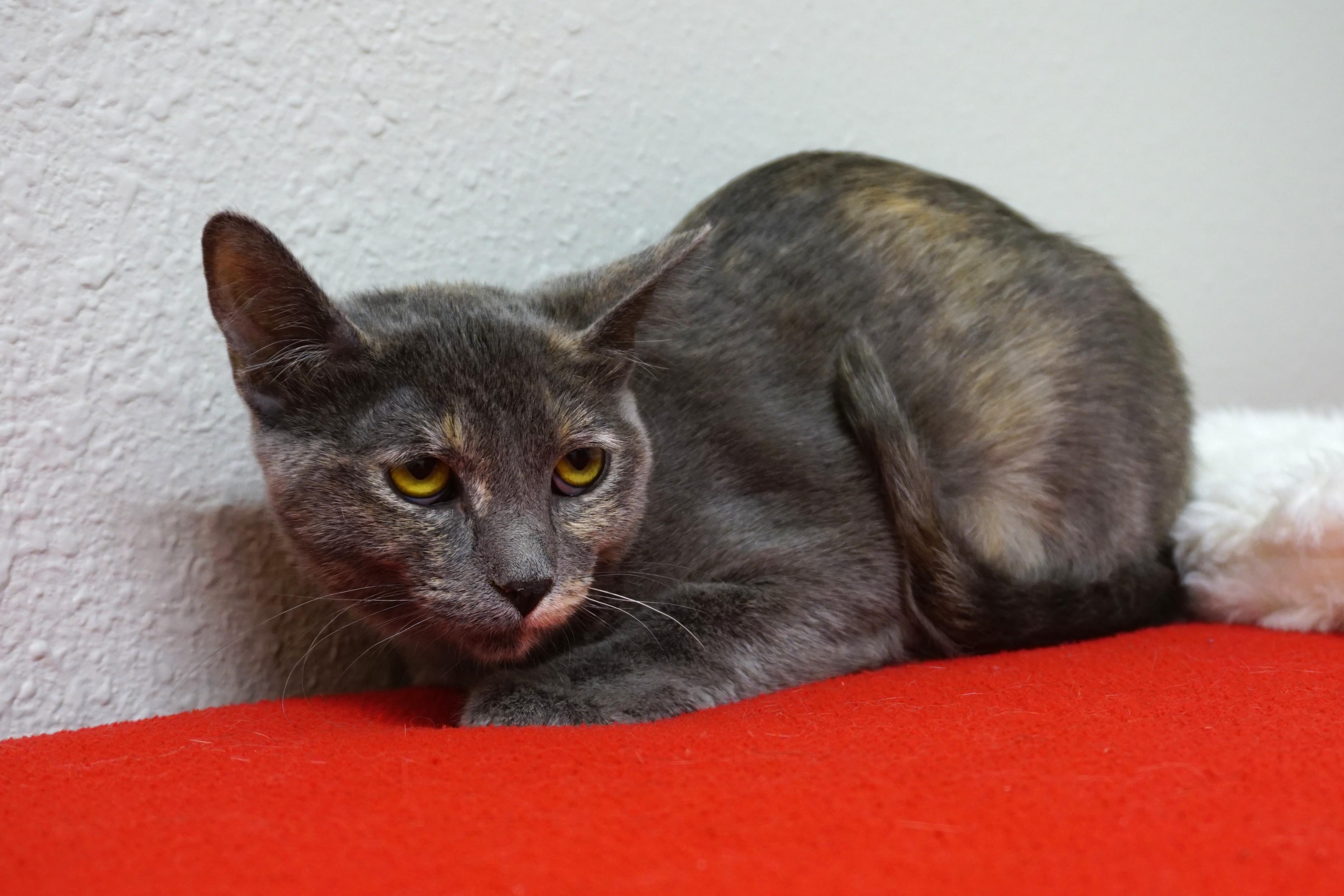 Enlarge Madelyn, an adopted Domestic Short Hair in Fountain Hills, AZ image 3/3