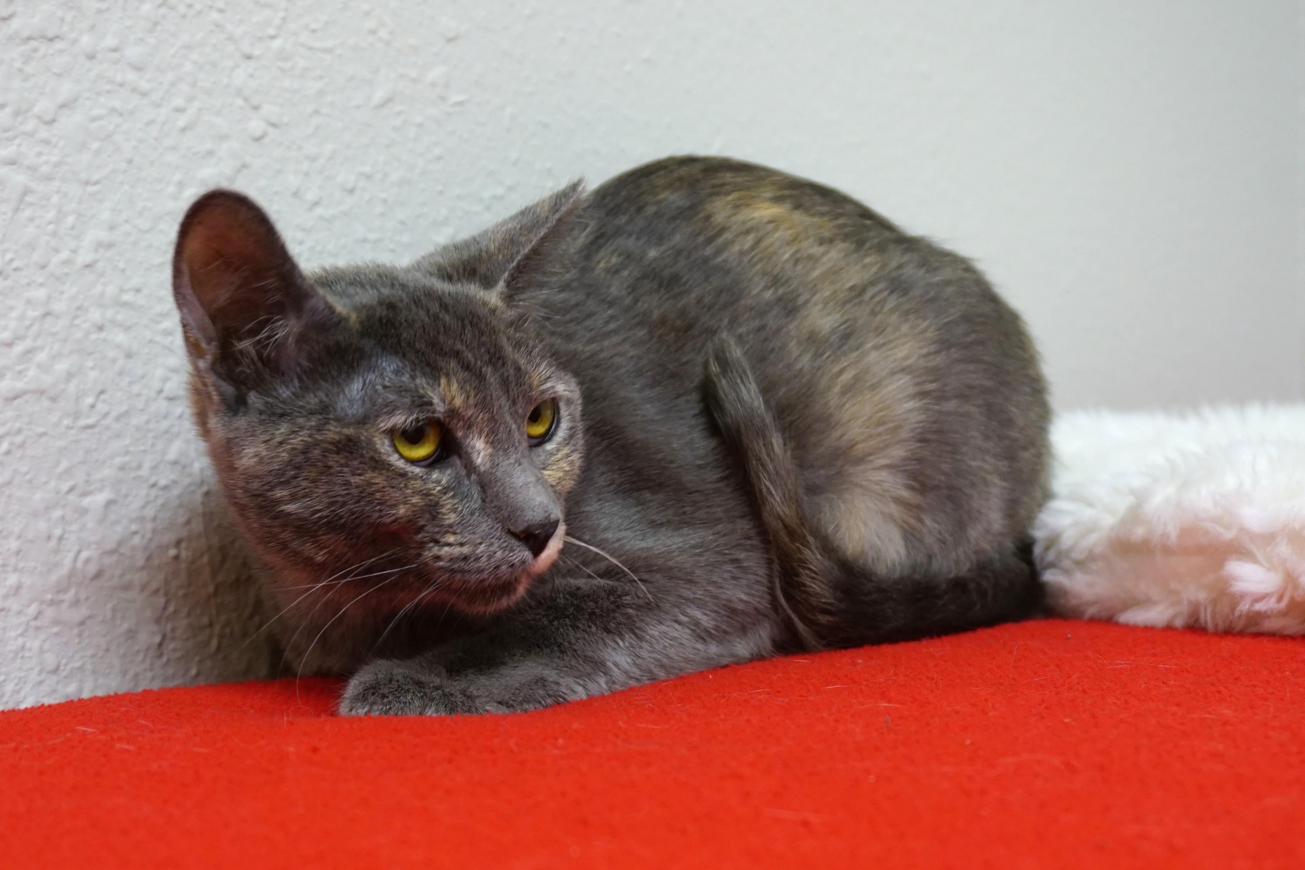 Enlarge Madelyn, an adopted Domestic Short Hair in Fountain Hills, AZ image 2/3