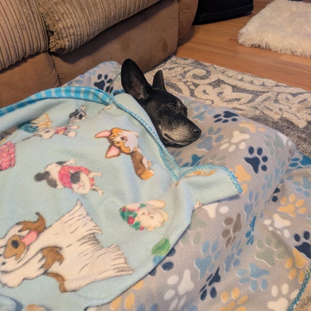 Goyita, Adoptable, Senior Female Mixed Breed.