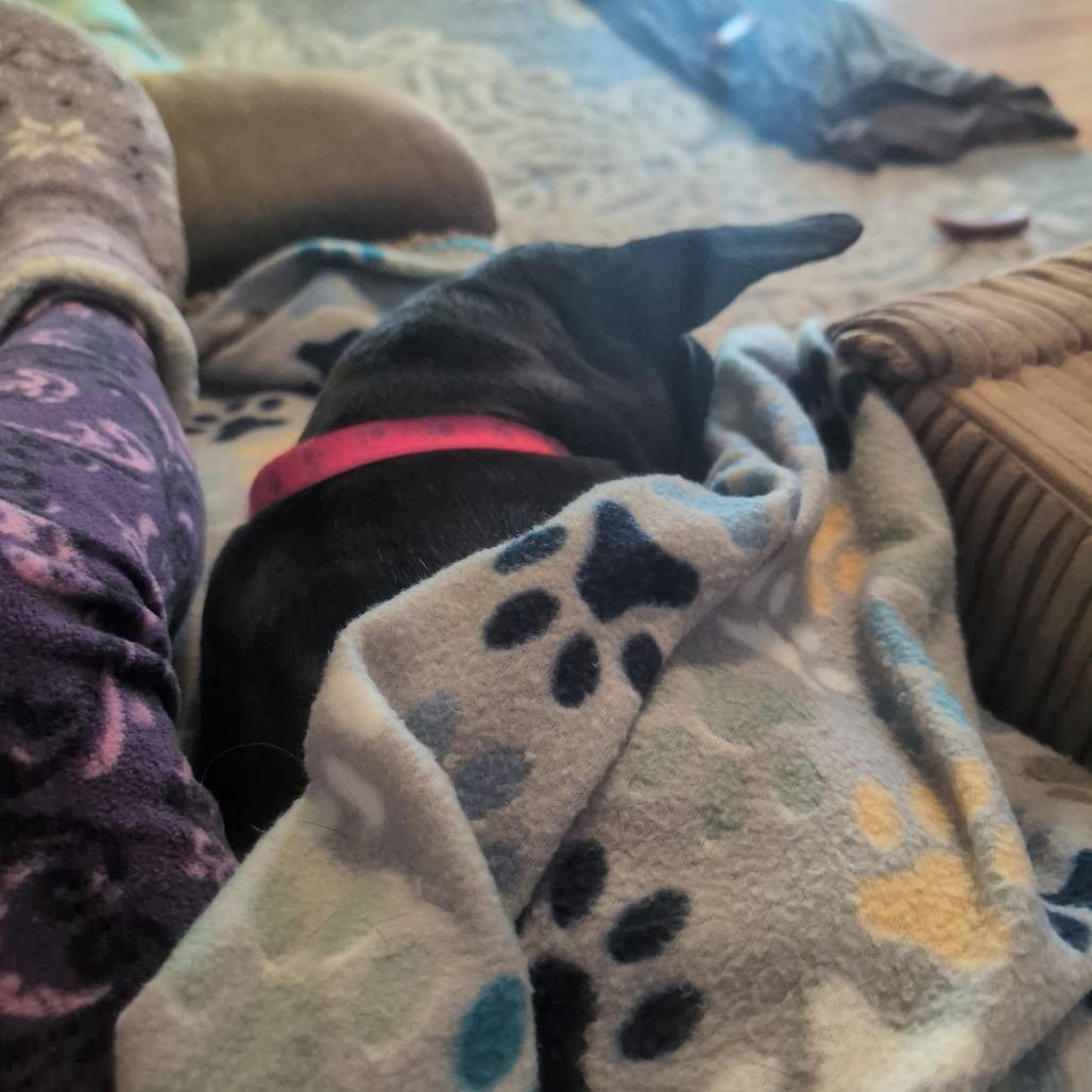 Goyita, a Adoptable Mixed Breed in Rockville, MD image 2/6