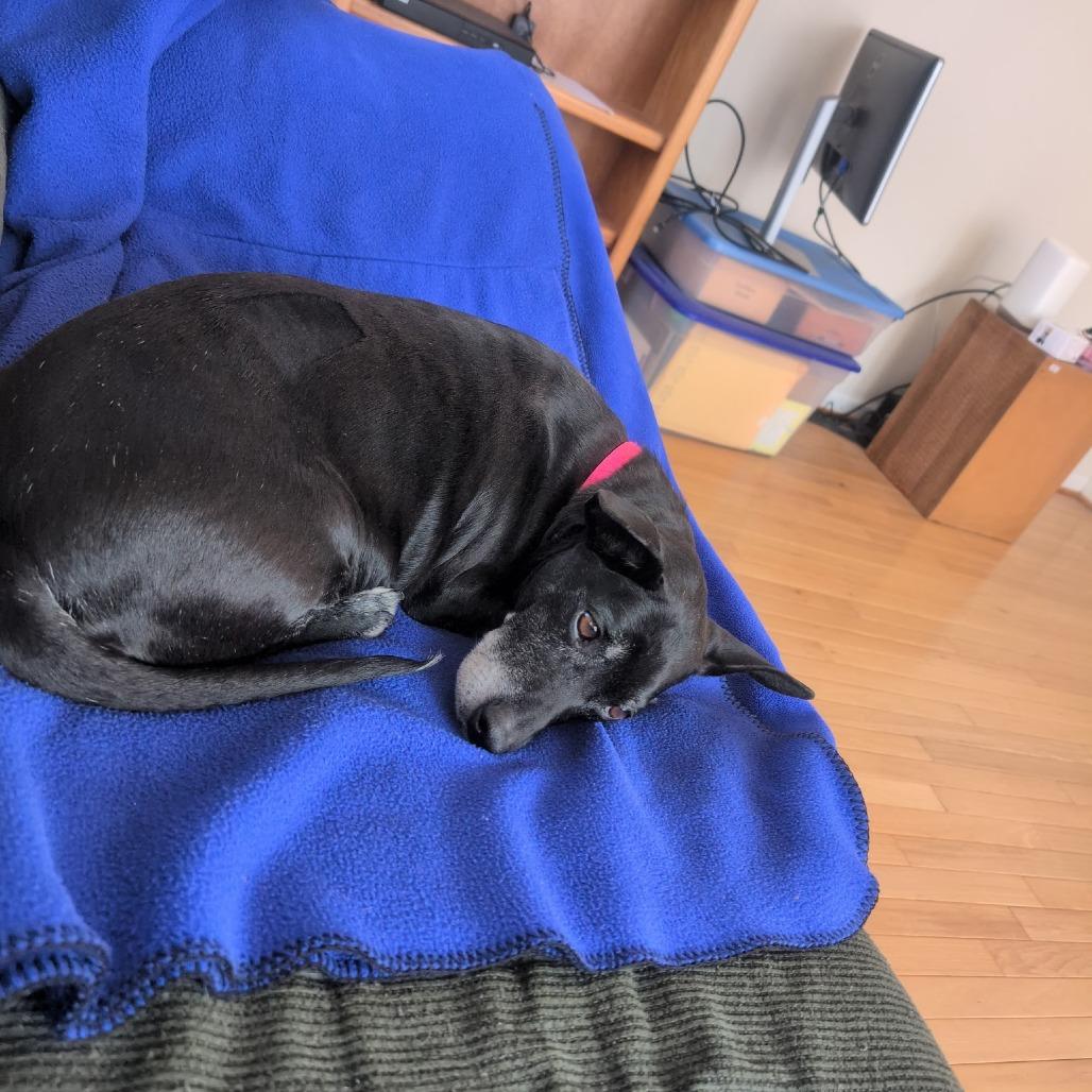 Goyita, a Adoptable Mixed Breed in Rockville, MD image 3/6