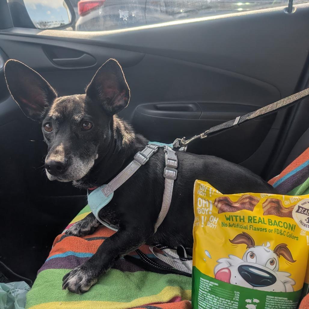 Goyita, a Adoptable Mixed Breed in Rockville, MD image 4/6