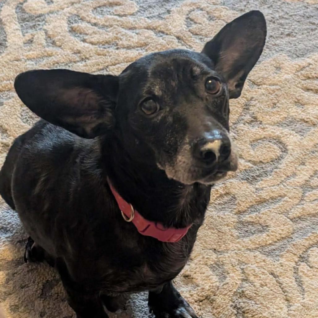 Goyita, a Adoptable Mixed Breed in Rockville, MD image 5/6