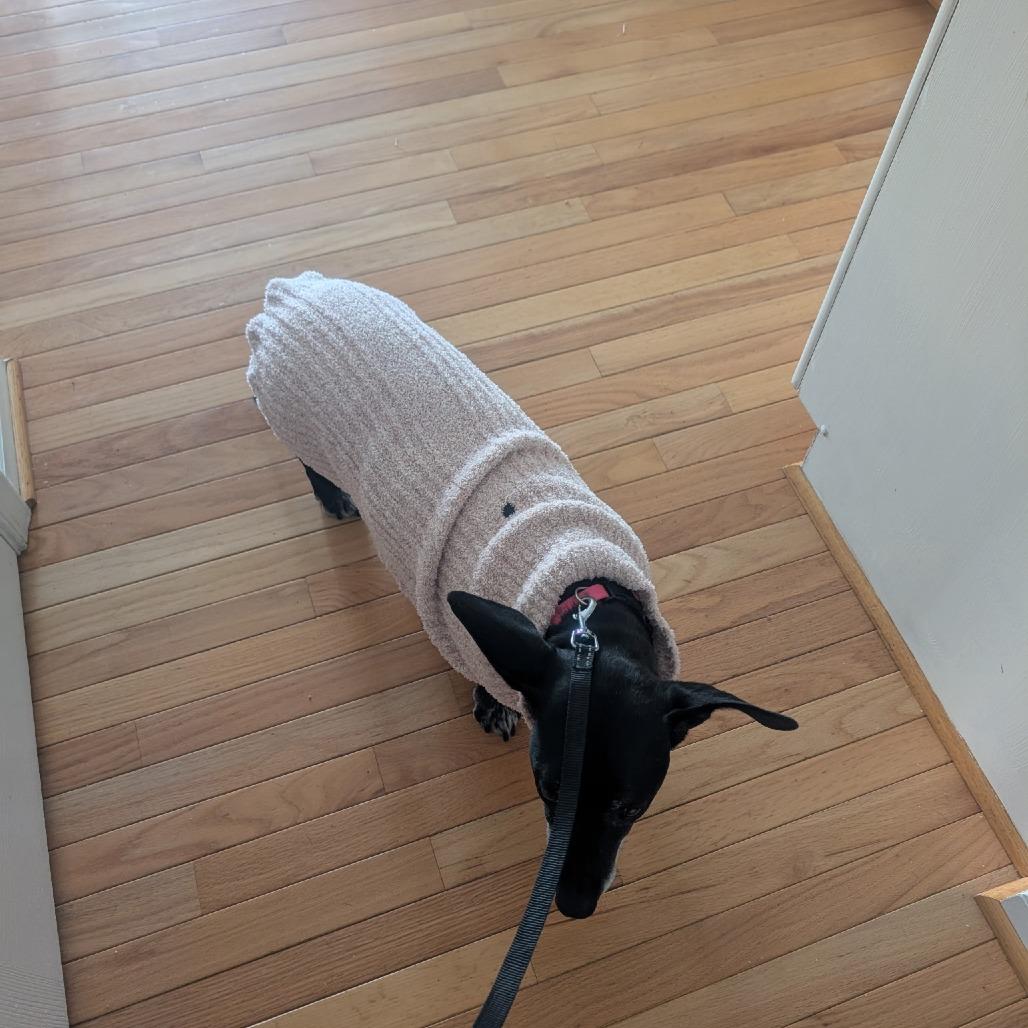 Goyita, a Adoptable Mixed Breed in Rockville, MD image 6/6