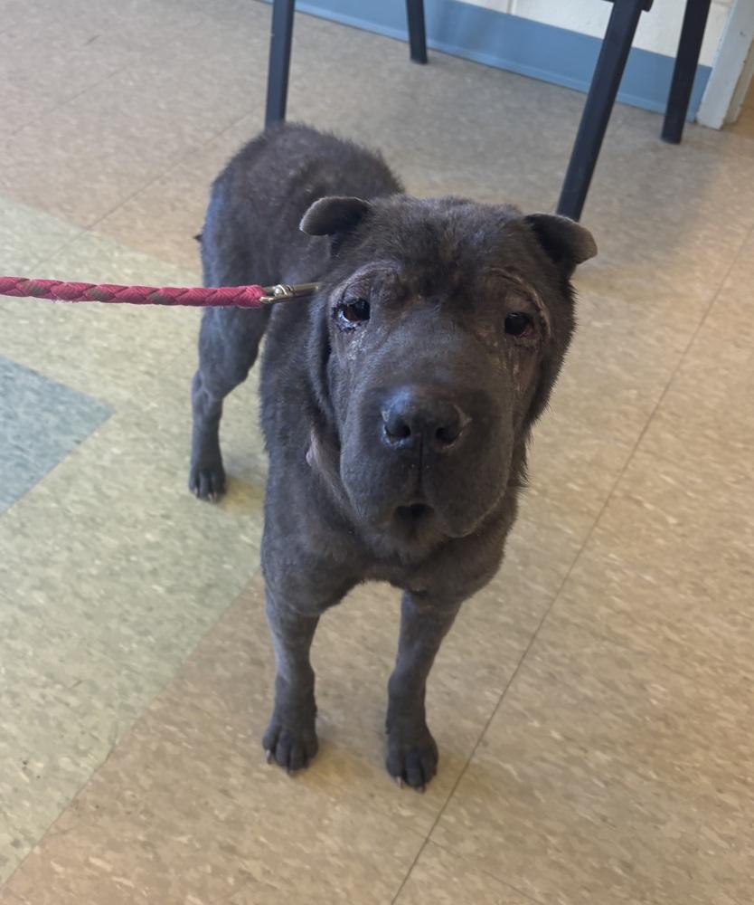 Belle, Adoptable, Adult Female Shar-Pei.