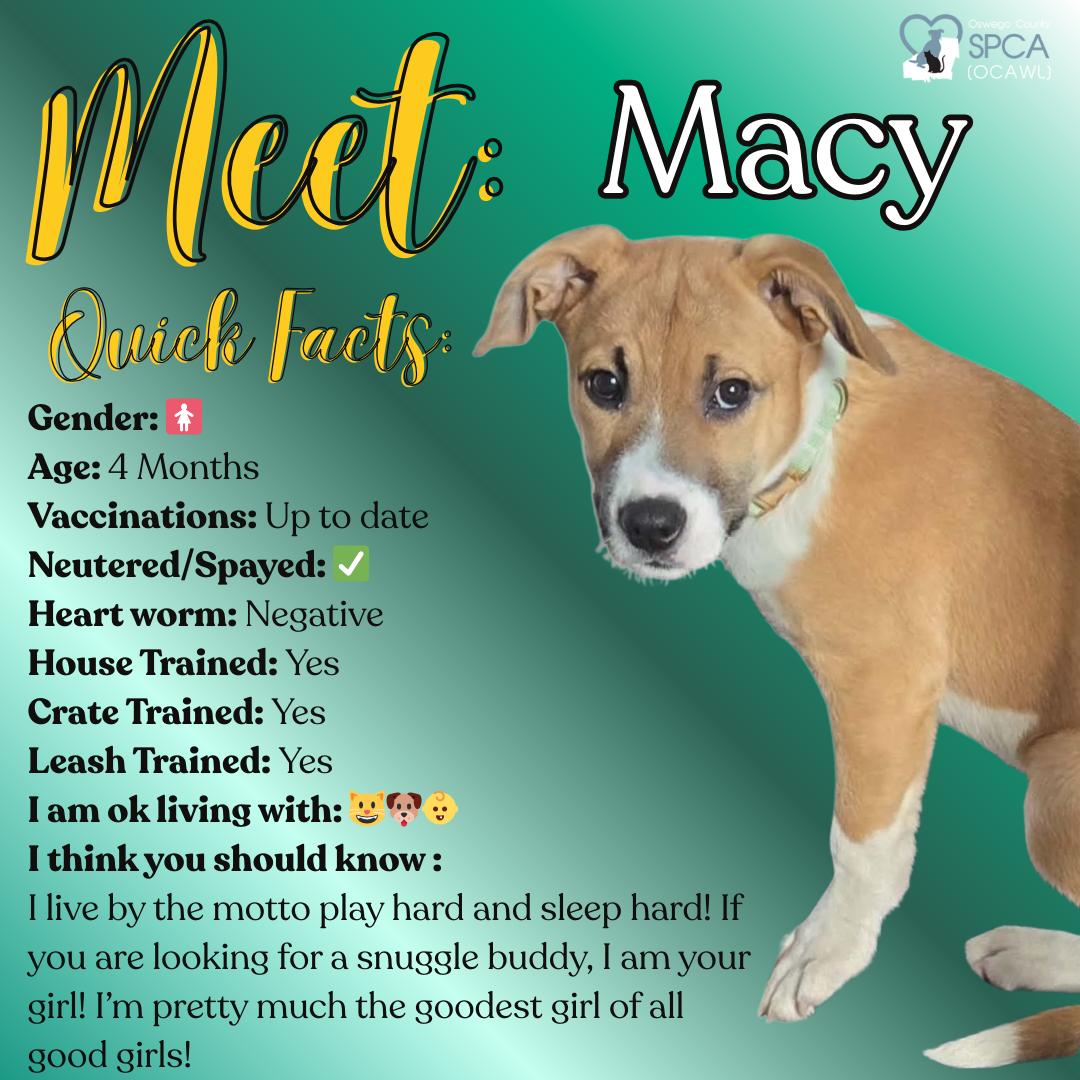 Macy, adopted, Young Female Boxer & Beagle.