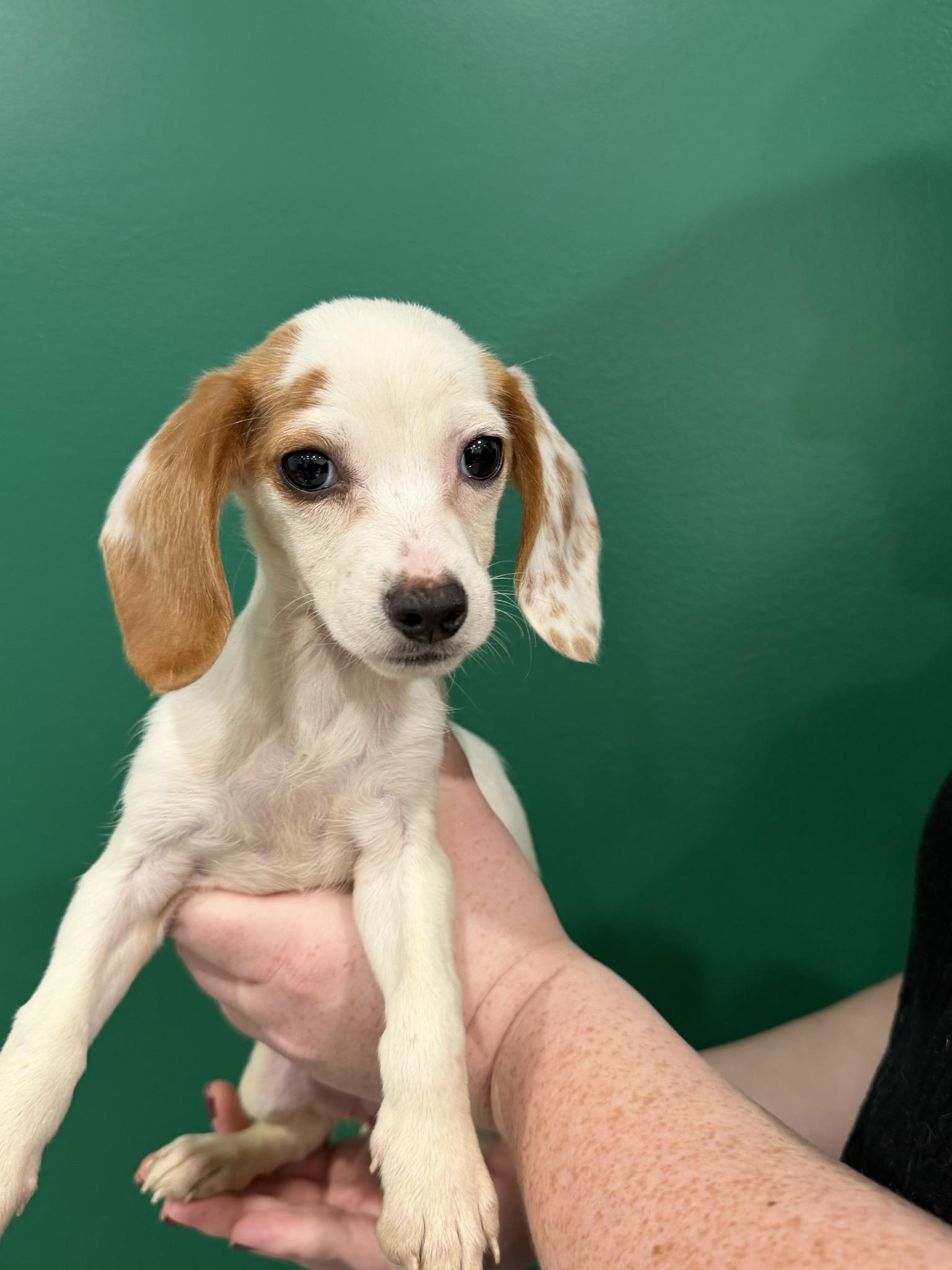 Robin Wright, Adoptable, Puppy Female Beagle.