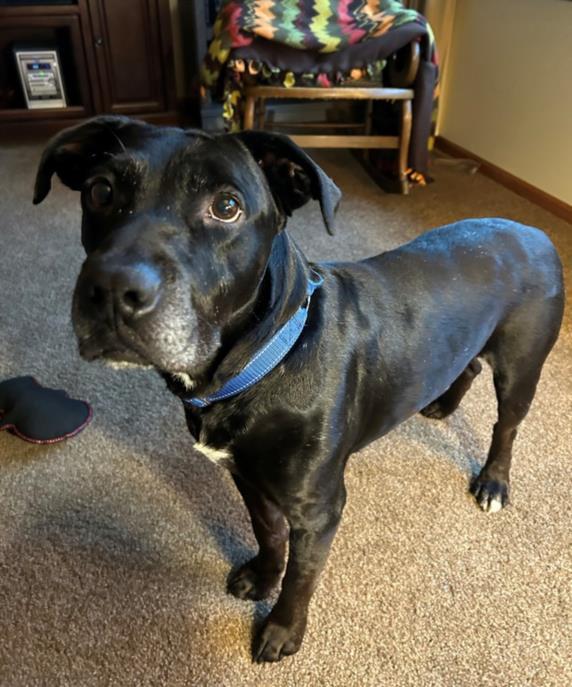 FREDDY, Adoptable, Adult Male Pit Bull Terrier & Labrador Retriever.