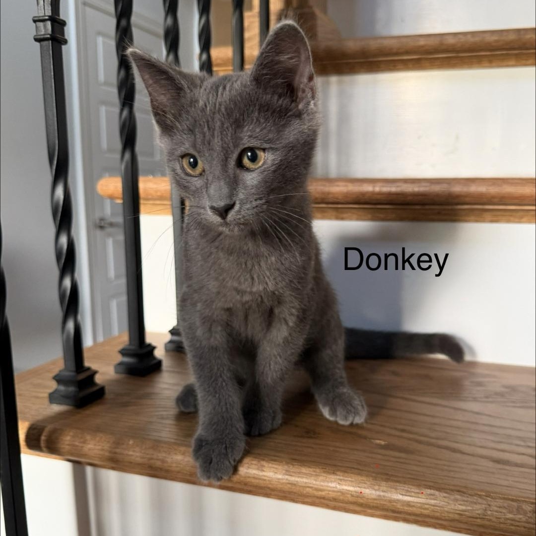 Donkey, adopted, Kitten Male Domestic Short Hair.
