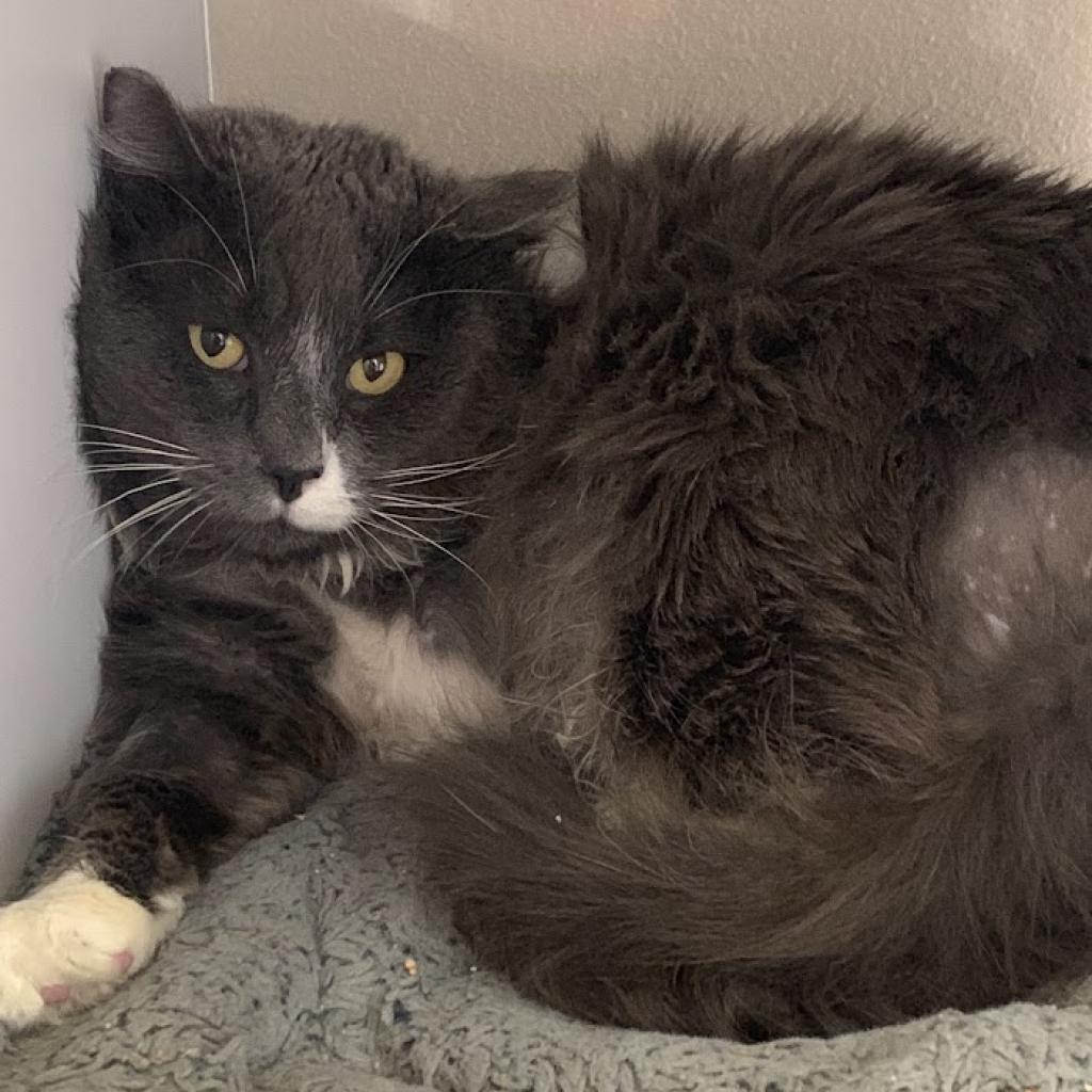 Thunder — thumbnail 2