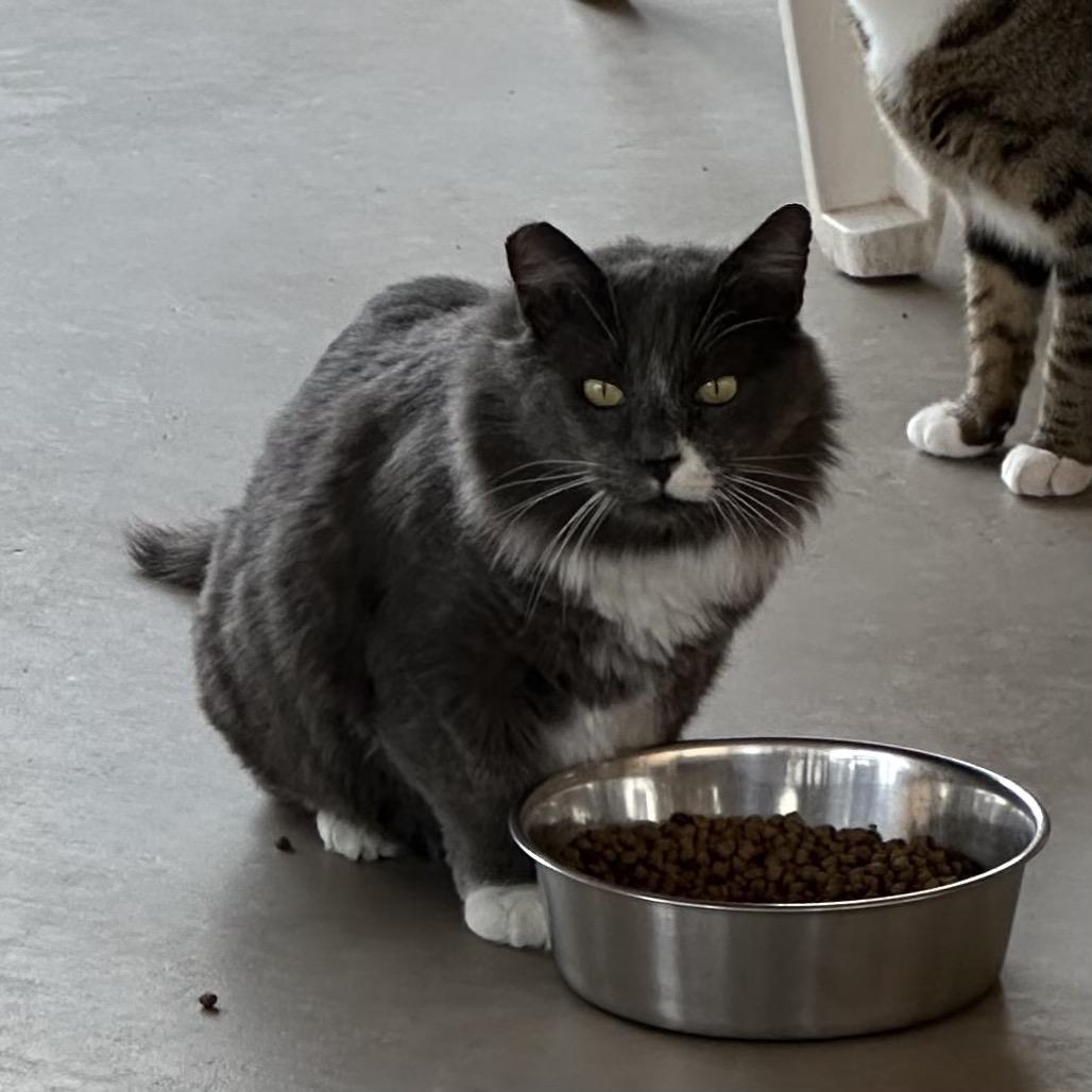 Thunder — thumbnail 3