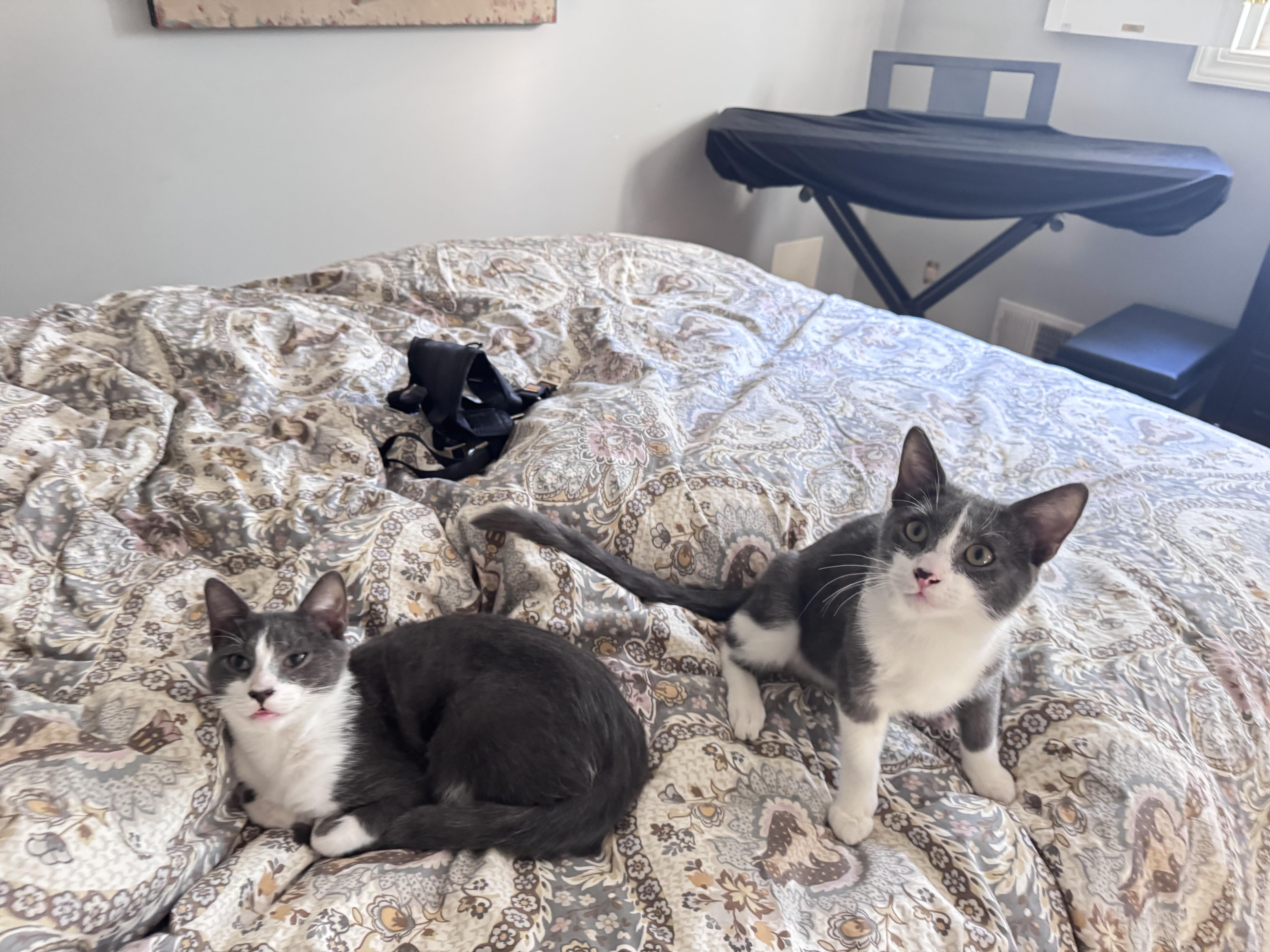 Enlarge Leo & Spencer, a Adoptable Domestic Short Hair in Atlanta, GA image 5/5