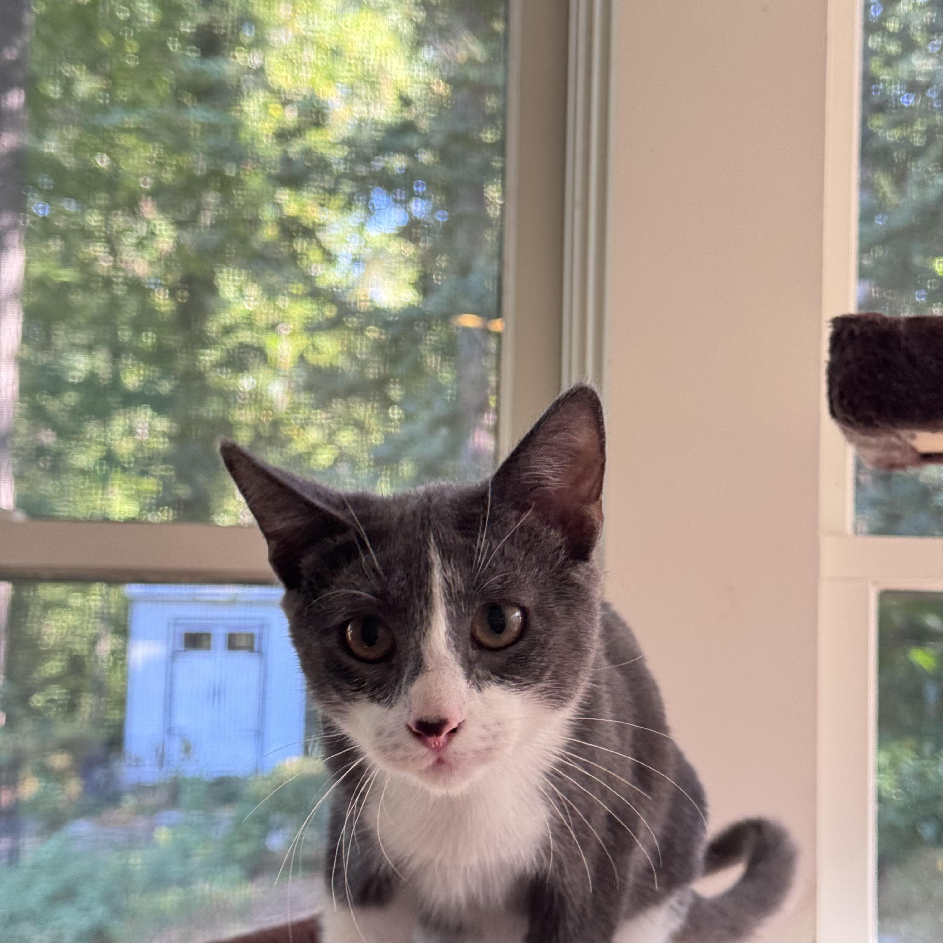 Enlarge Leo & Spencer, a Adoptable Domestic Short Hair in Atlanta, GA image 2/5