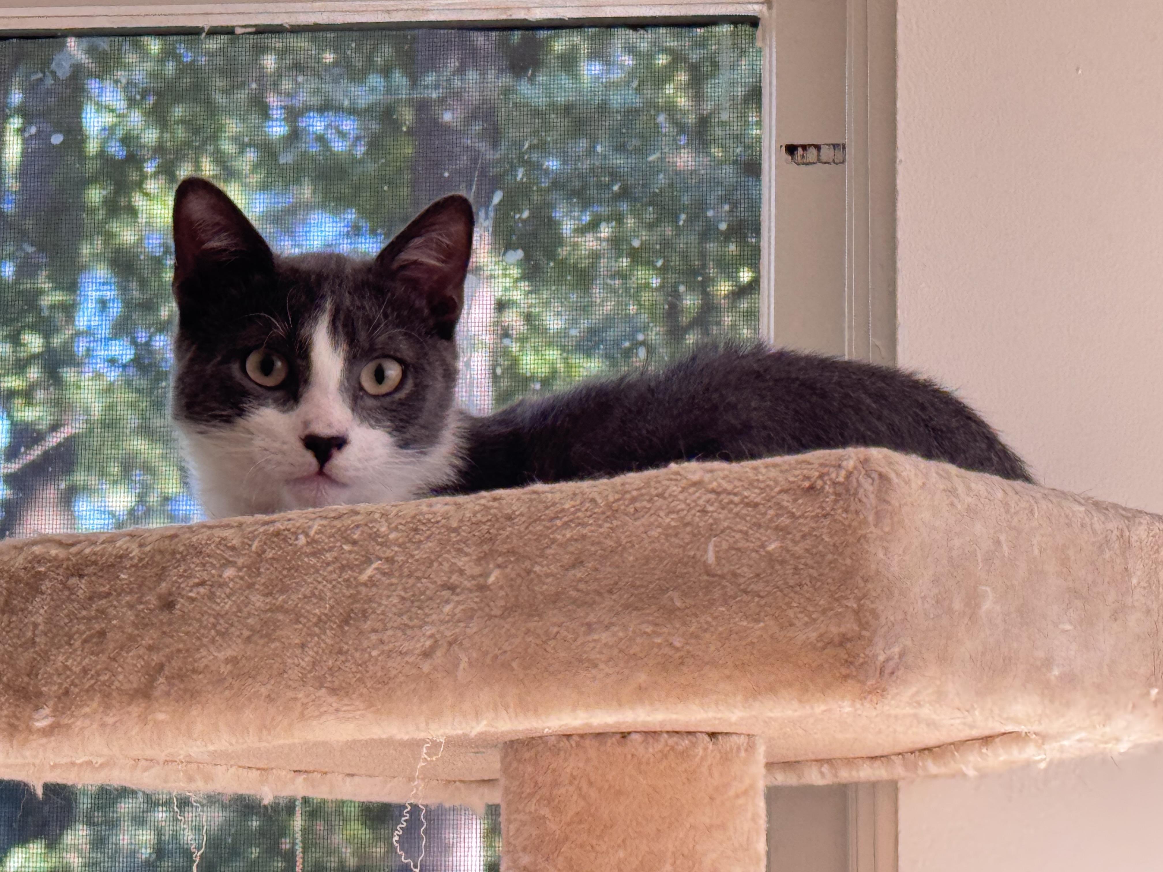 Enlarge Leo & Spencer, a Adoptable Domestic Short Hair in Atlanta, GA image 3/5