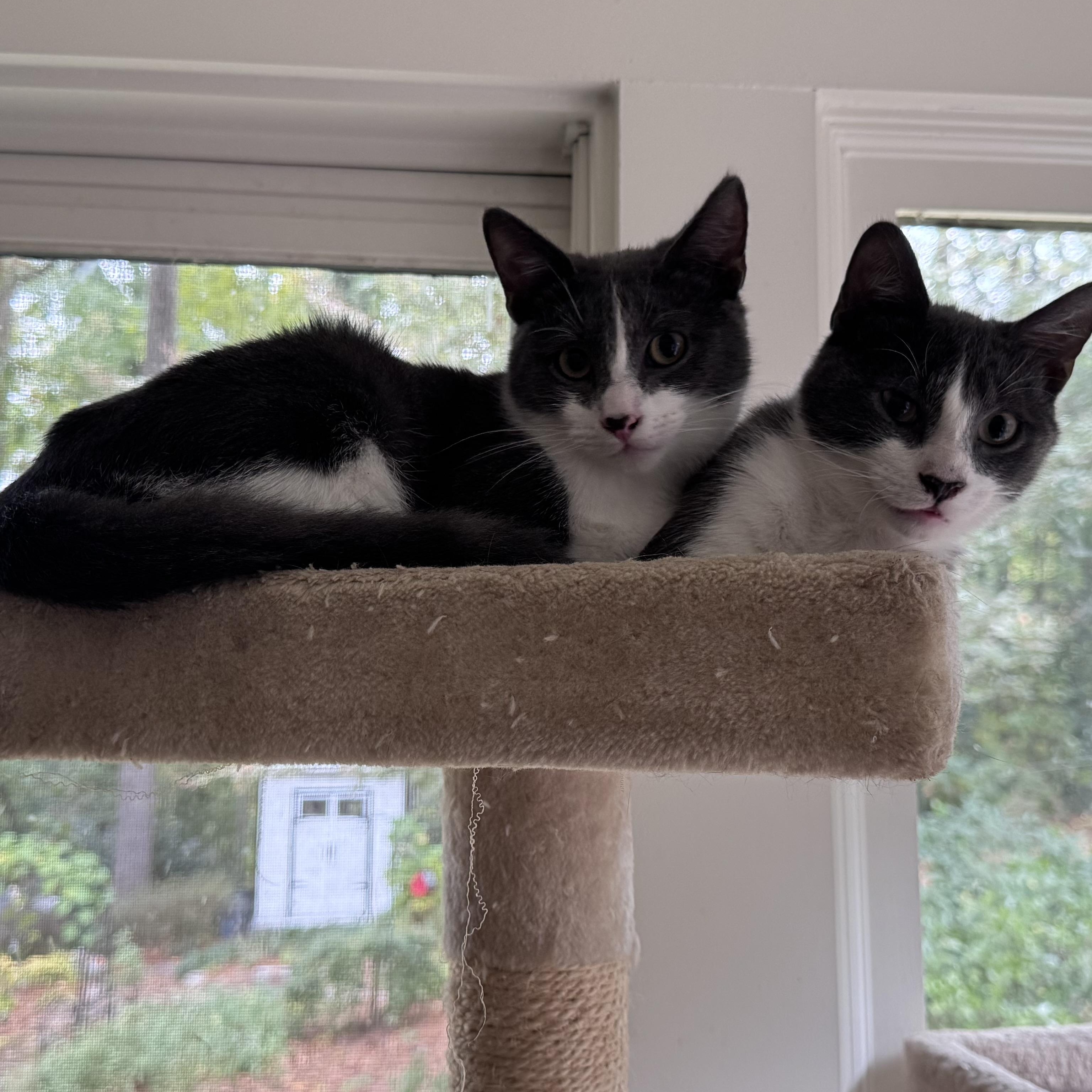 Enlarge Leo & Spencer, a Adoptable Domestic Short Hair in Atlanta, GA image 1/5