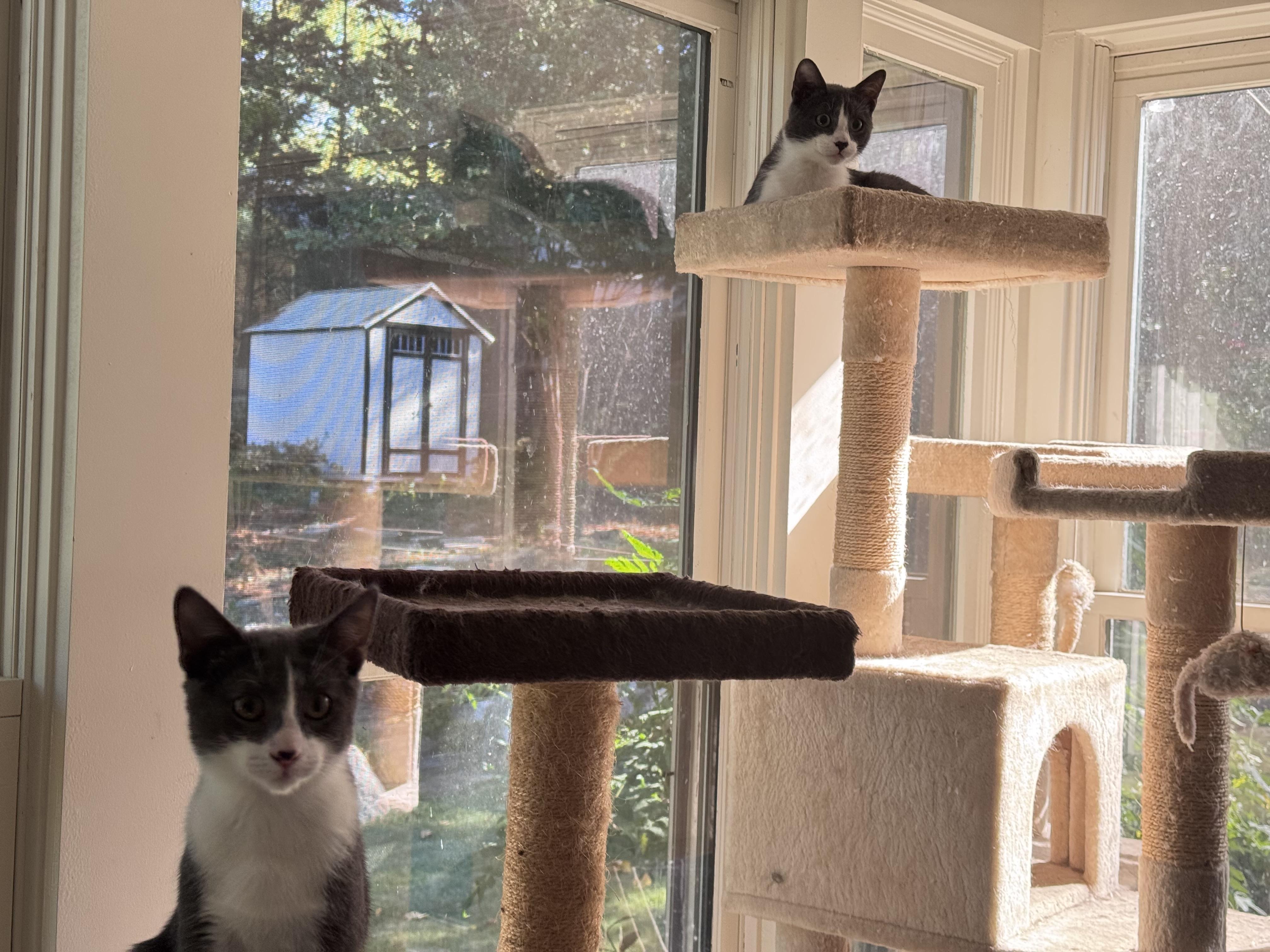 Enlarge Leo & Spencer, a Adoptable Domestic Short Hair in Atlanta, GA image 4/5