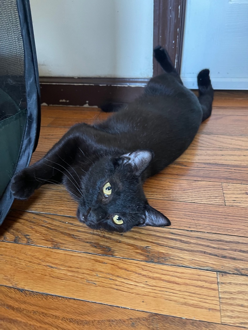 Emi, Adoptable, Young Female Domestic Short Hair.