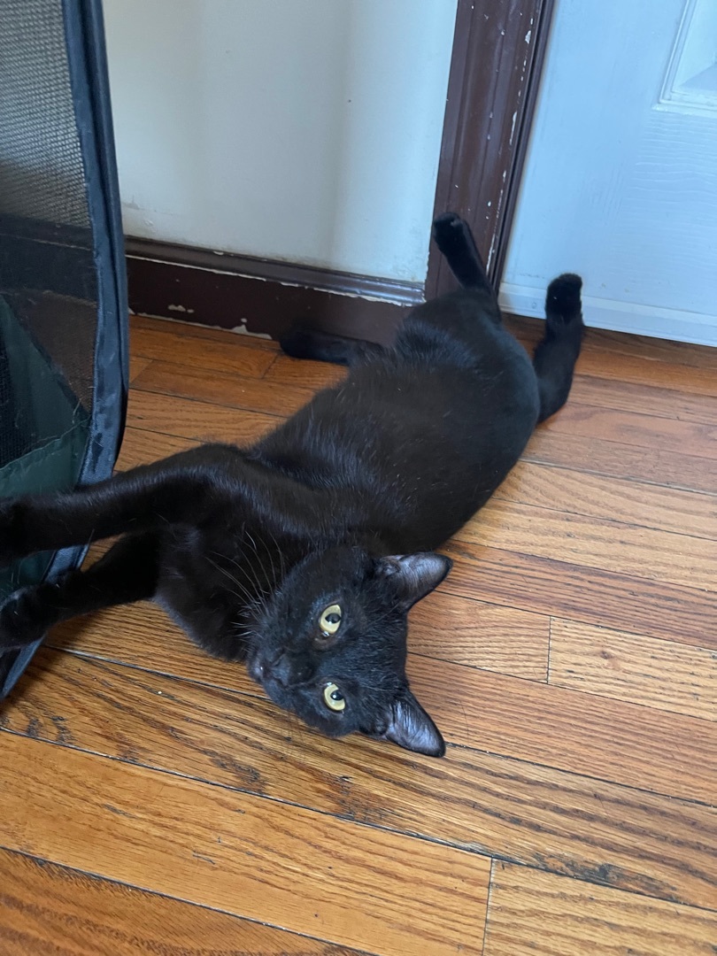 Emi, a Adoptable Domestic Short Hair in staten island, NY image 2/5