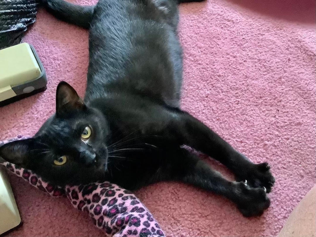 Emi, a Adoptable Domestic Short Hair in staten island, NY image 3/5