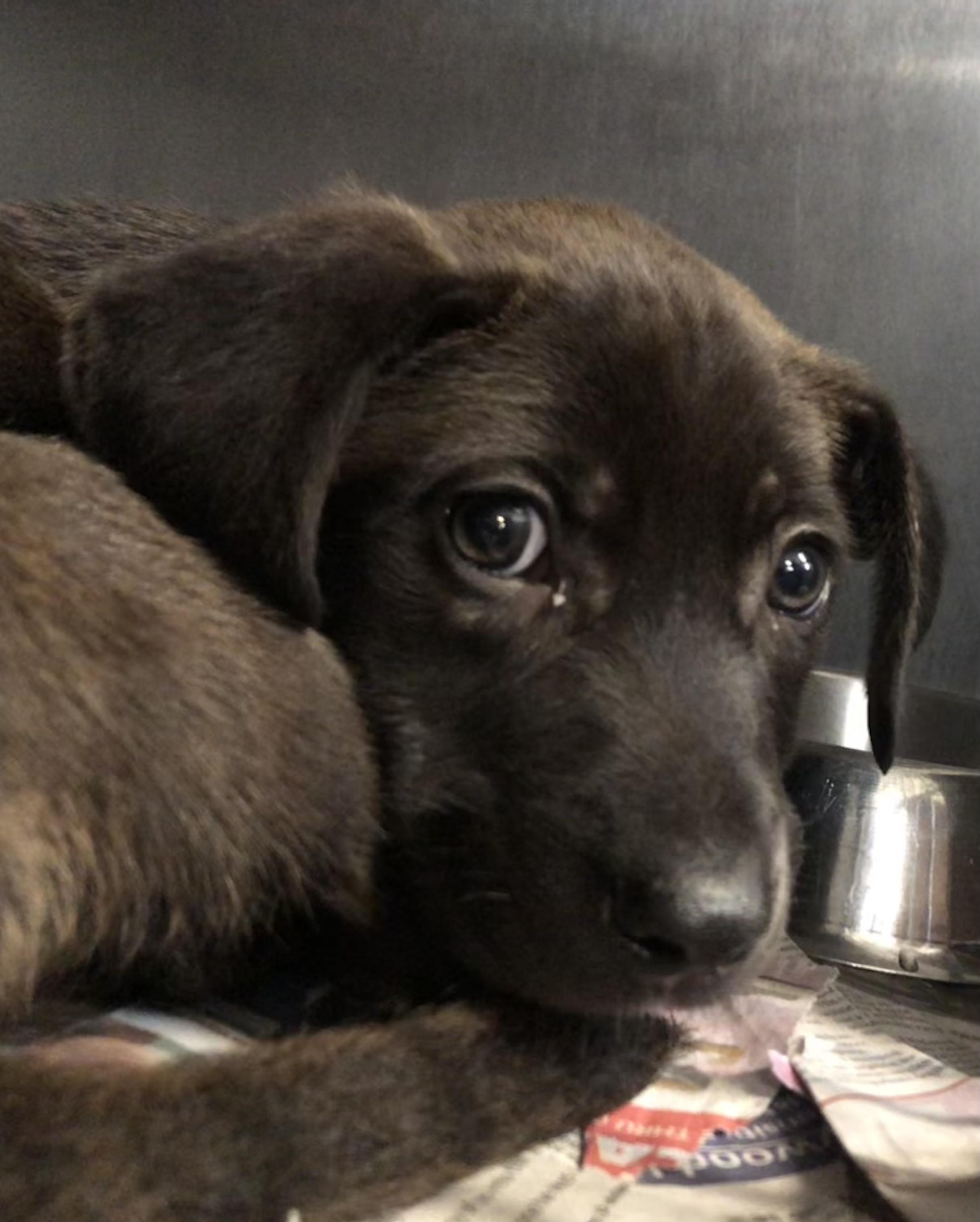 Wolfie, adopted, Puppy Male Labrador Retriever.