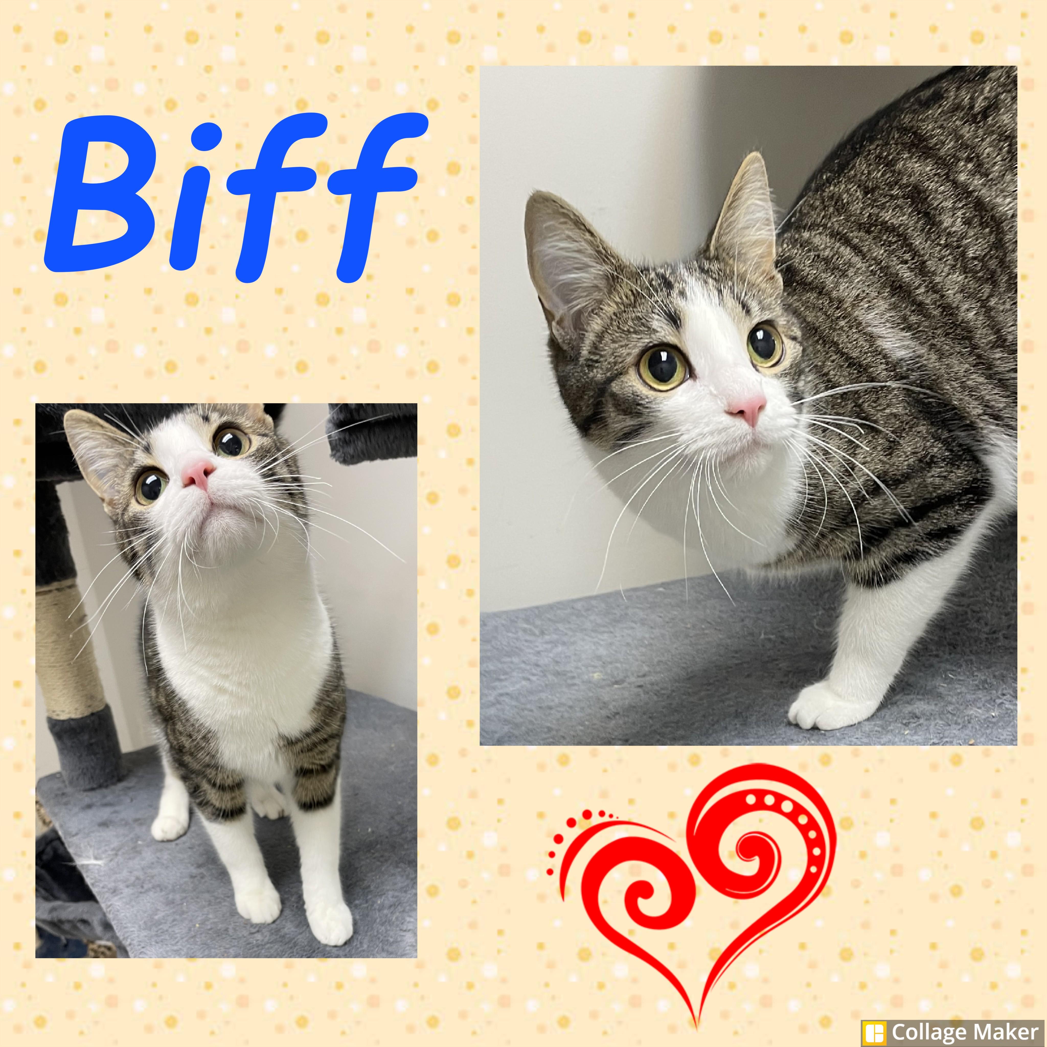 Biff, ADOPTABLE, Adult Male Domestic Short Hair.